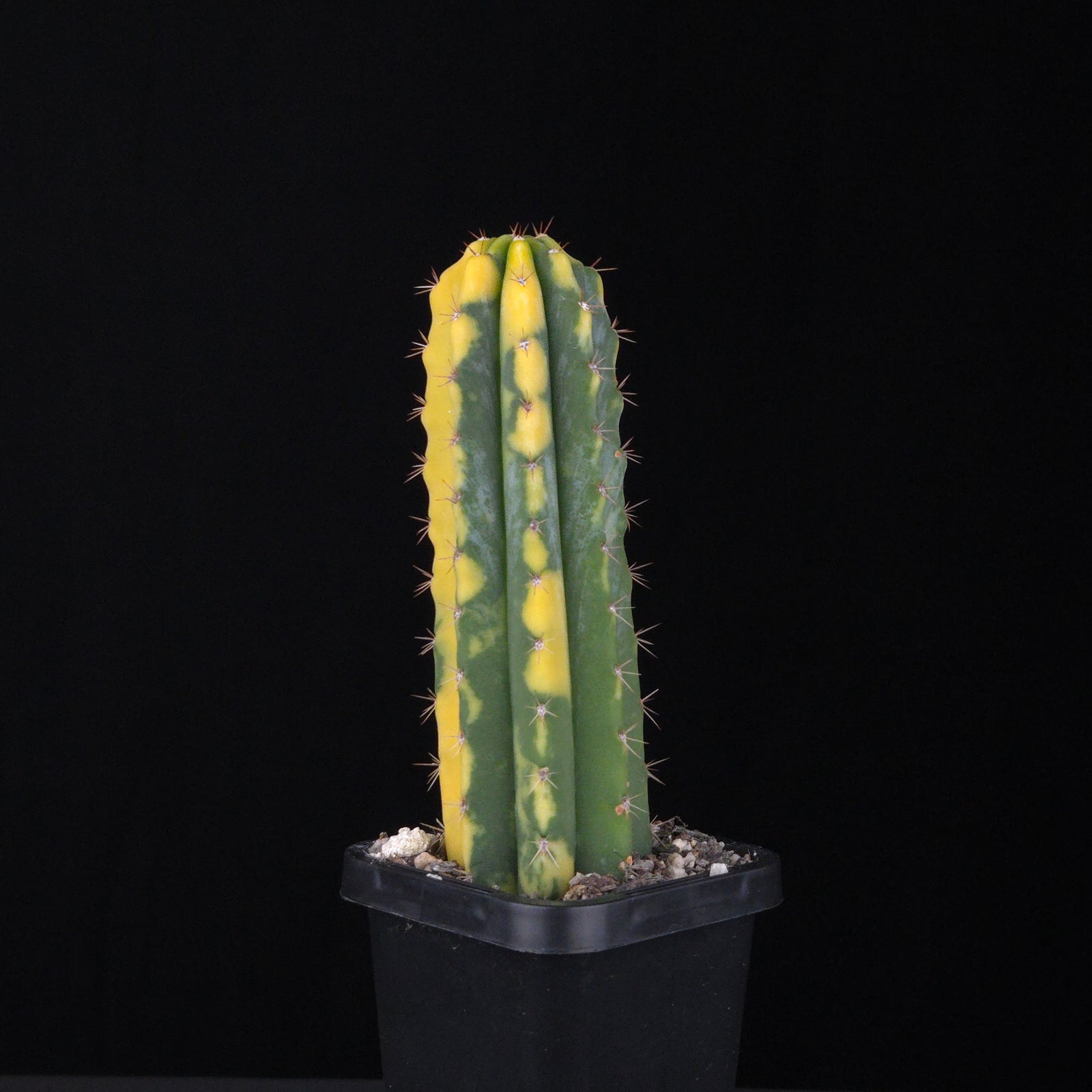 Echinopsis peruvianus f. variegata (syn. Echinopsis macrogona)