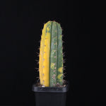 Echinopsis peruvianus f. variegata (syn. Echinopsis macrogona)