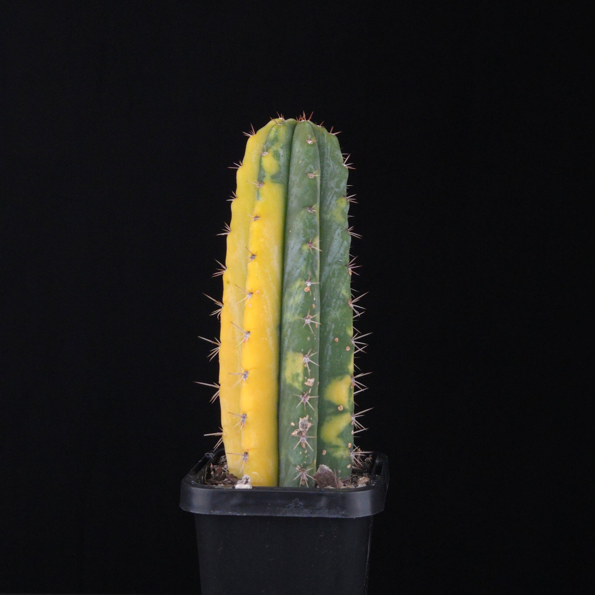 Echinopsis peruvianus f. variegata (syn. Echinopsis macrogona)