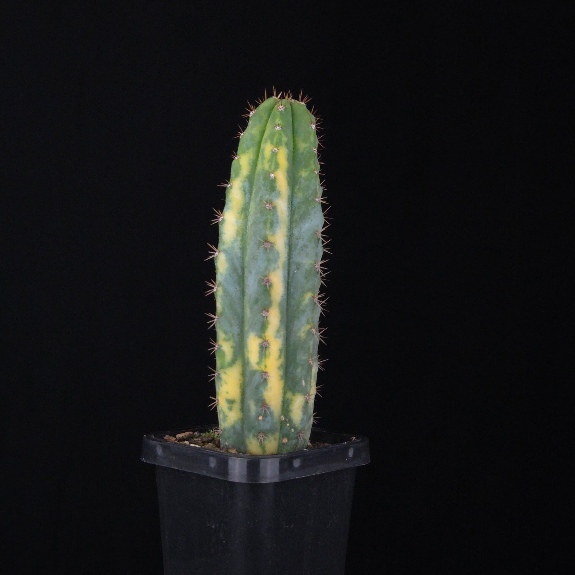 Echinopsis peruvianus f. variegata (syn. Echinopsis macrogona)
