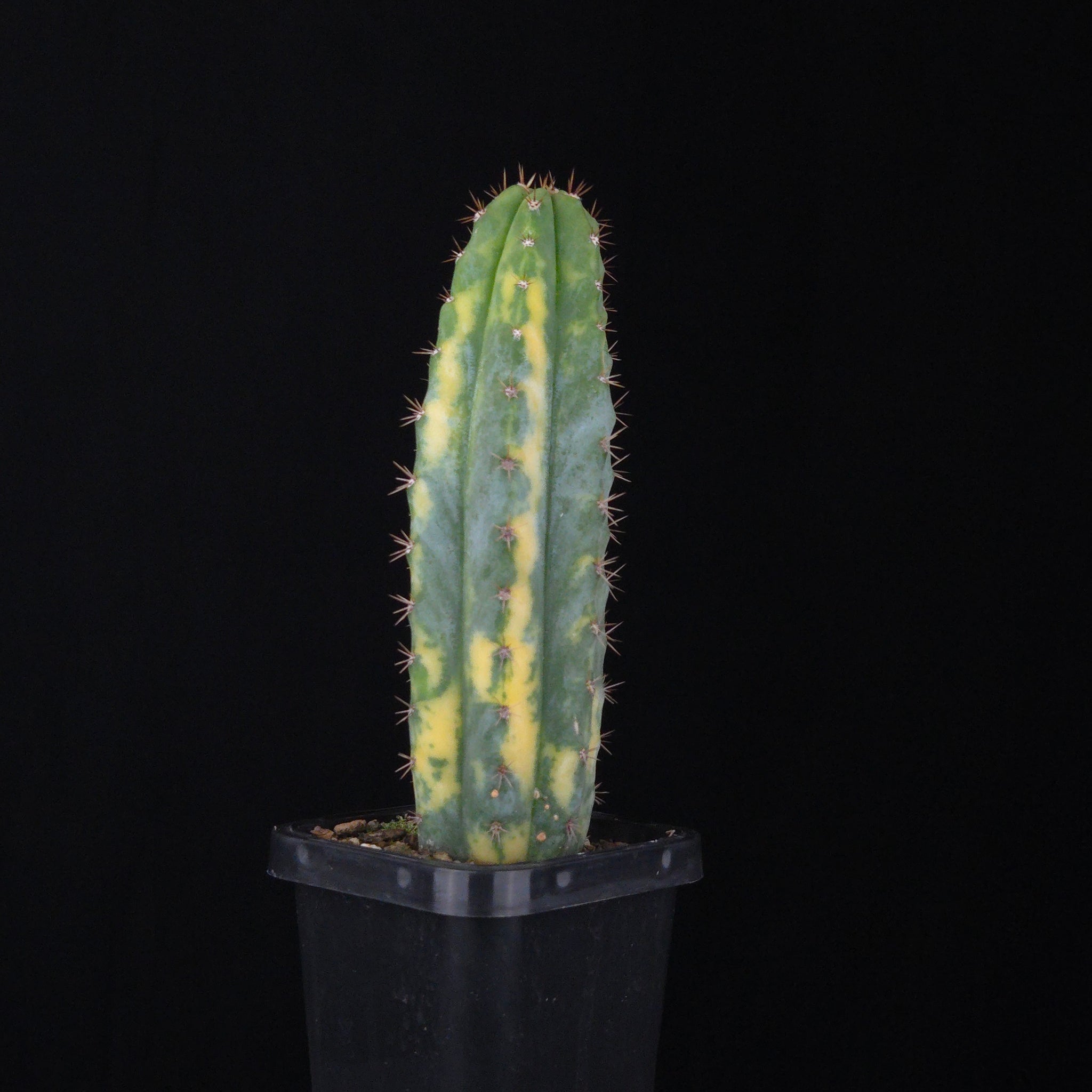 Echinopsis peruvianus f. variegata (syn. Echinopsis macrogona)