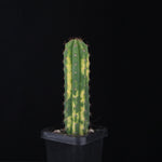 Echinopsis peruvianus f. variegata (syn. Echinopsis macrogona)