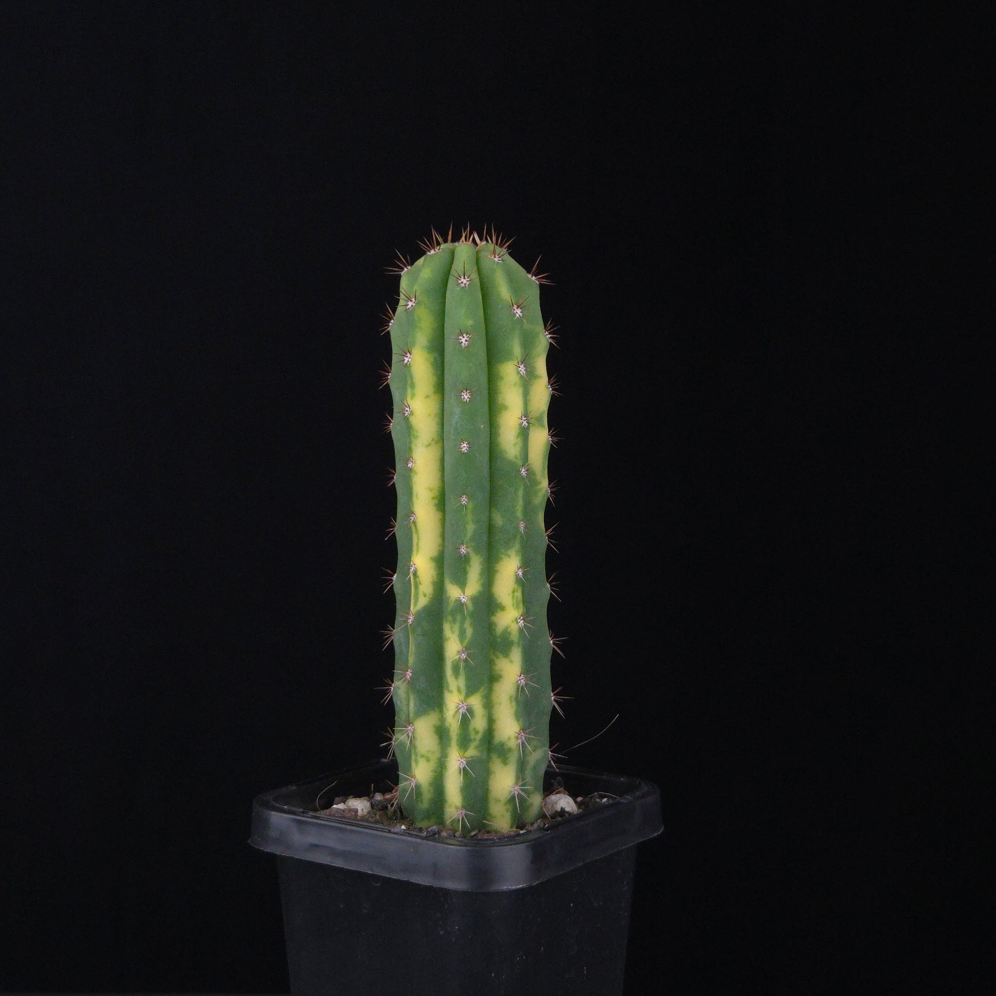 Echinopsis peruvianus f. variegata (syn. Echinopsis macrogona)