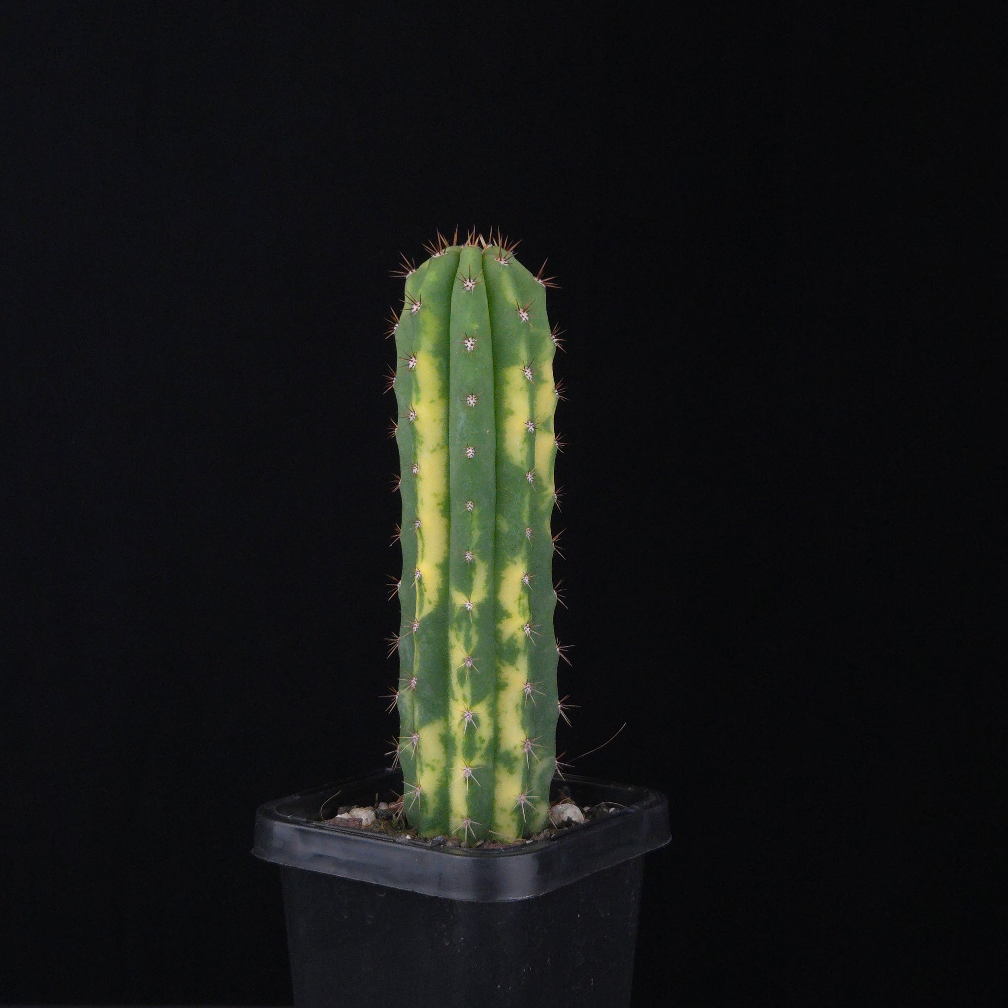 Echinopsis peruvianus f. variegata (syn. Echinopsis macrogona)