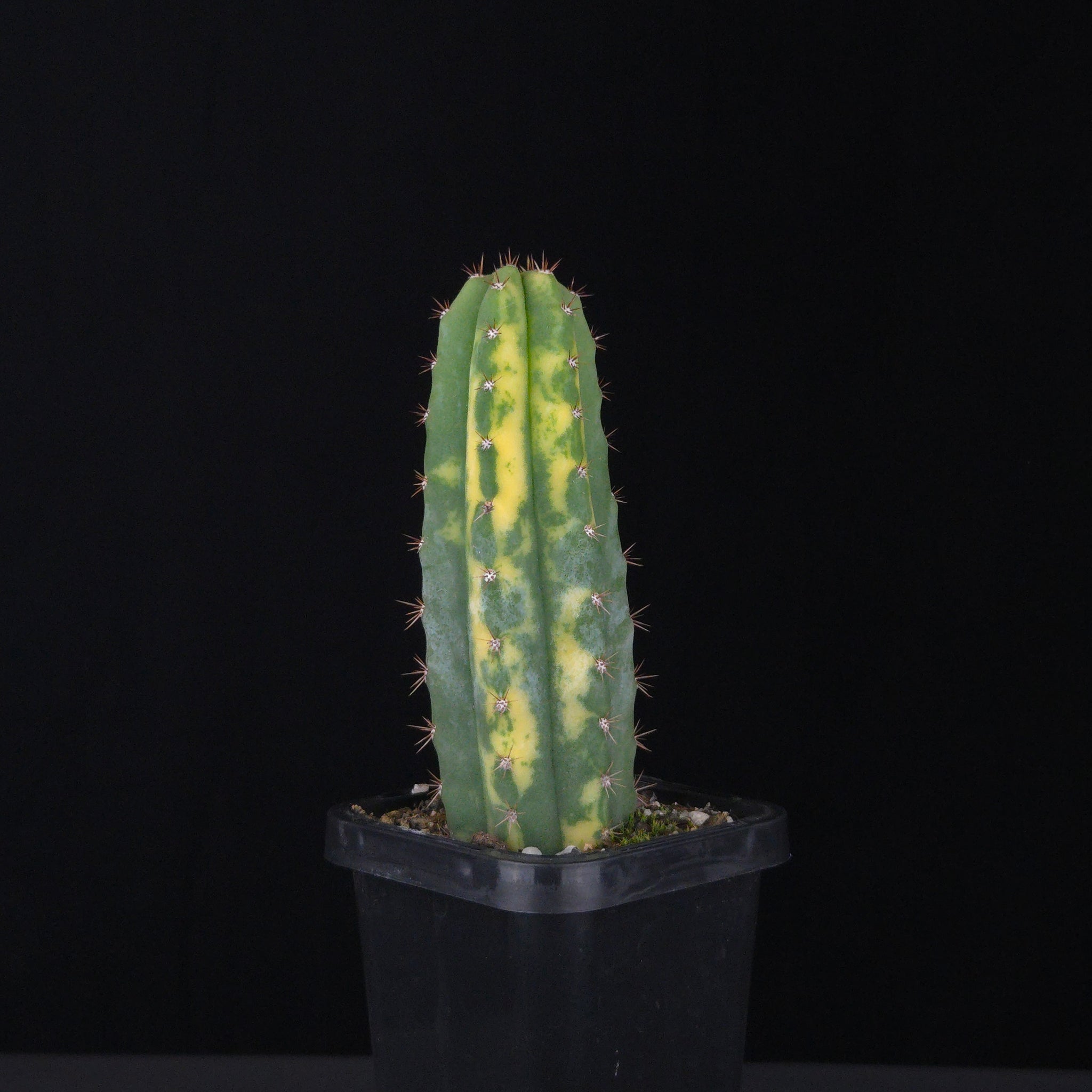Echinopsis peruvianus f. variegata (syn. Echinopsis macrogona)