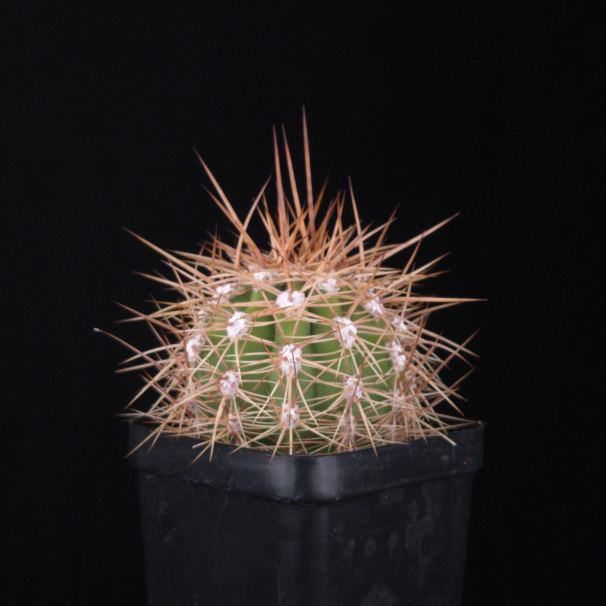 Echinopsis pasacana (Syn. Trichocerus) – Towering Desert Sentinel