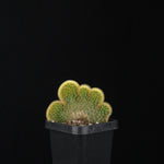 Cleistocactus winteri subsp. aureispina cristata