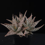 Aloe Fantasy Hybrids