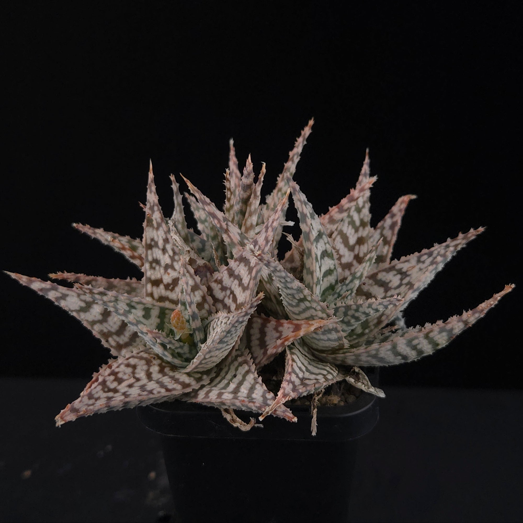 Aloe Fantasy Hybrids