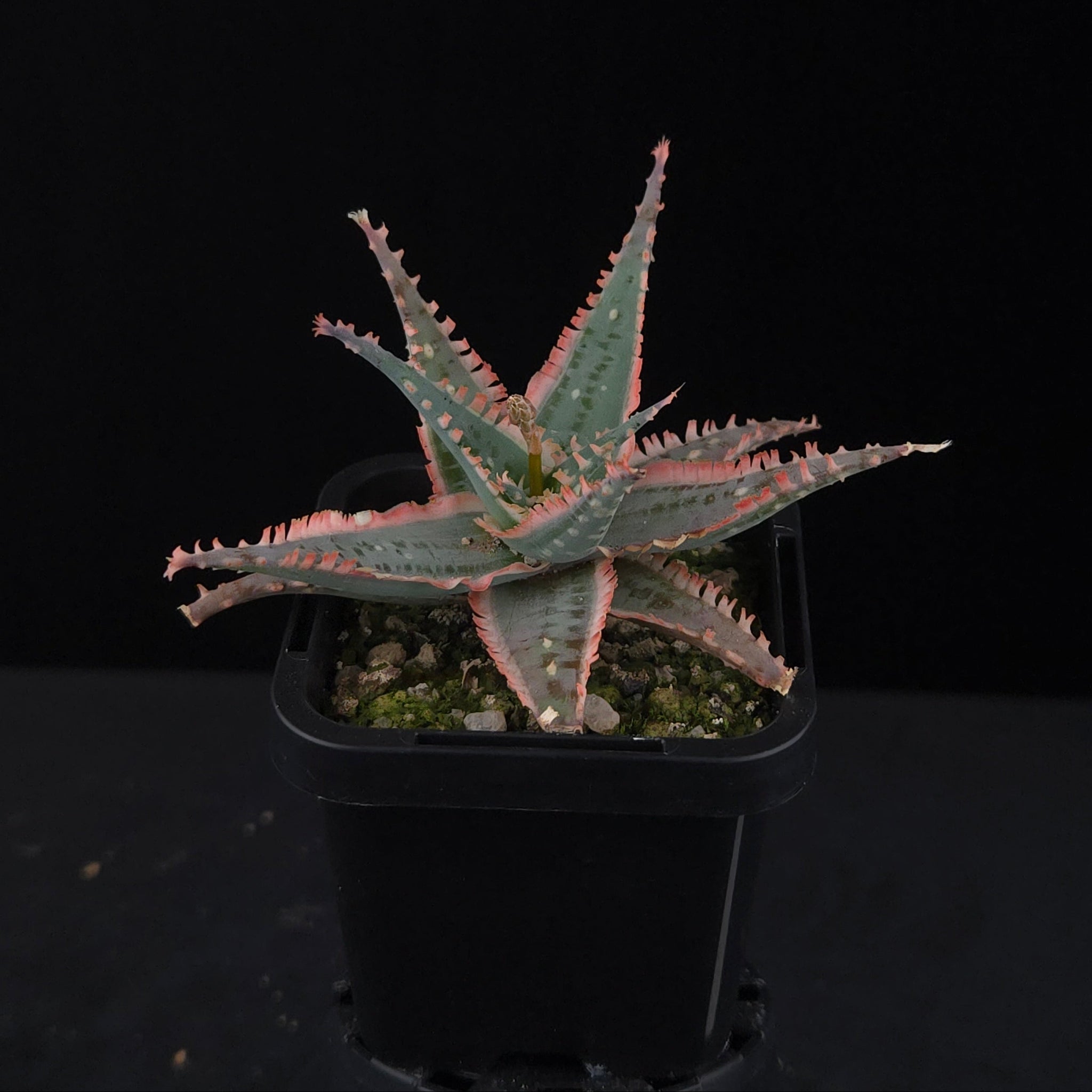 Aloe Fantasy Hybrids