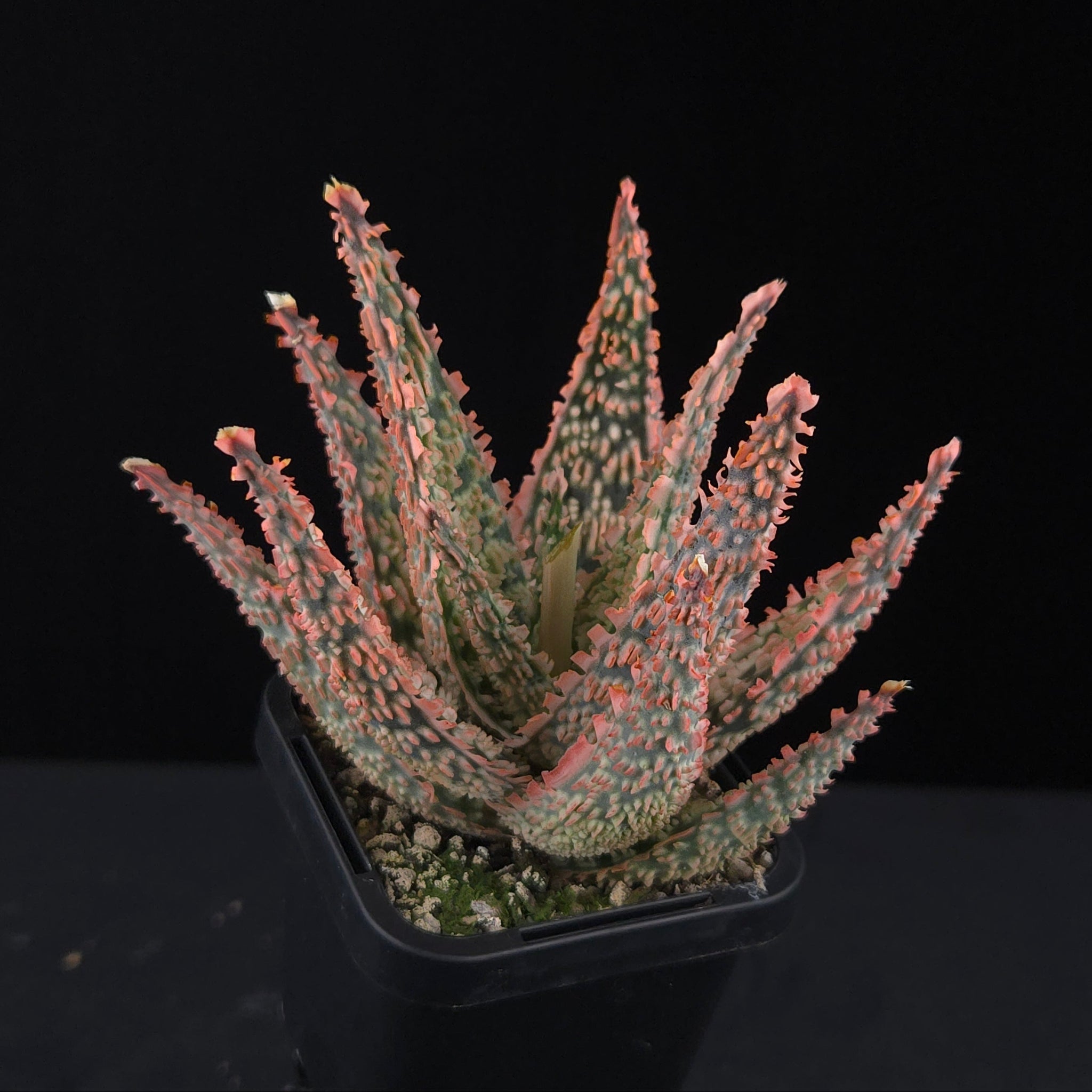 Aloe Fantasy Hybrids