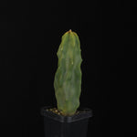 Lophocereus schottii (syn. Pachycereus)