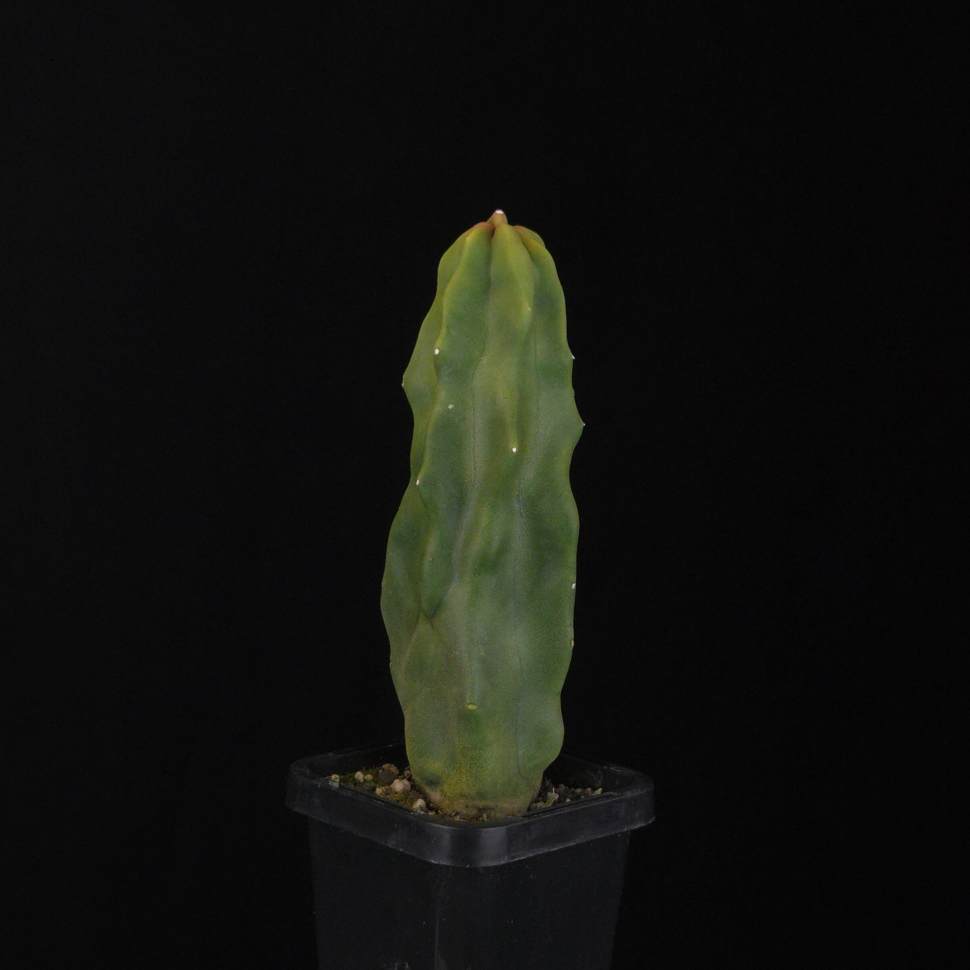Lophocereus schottii (syn. Pachycereus)