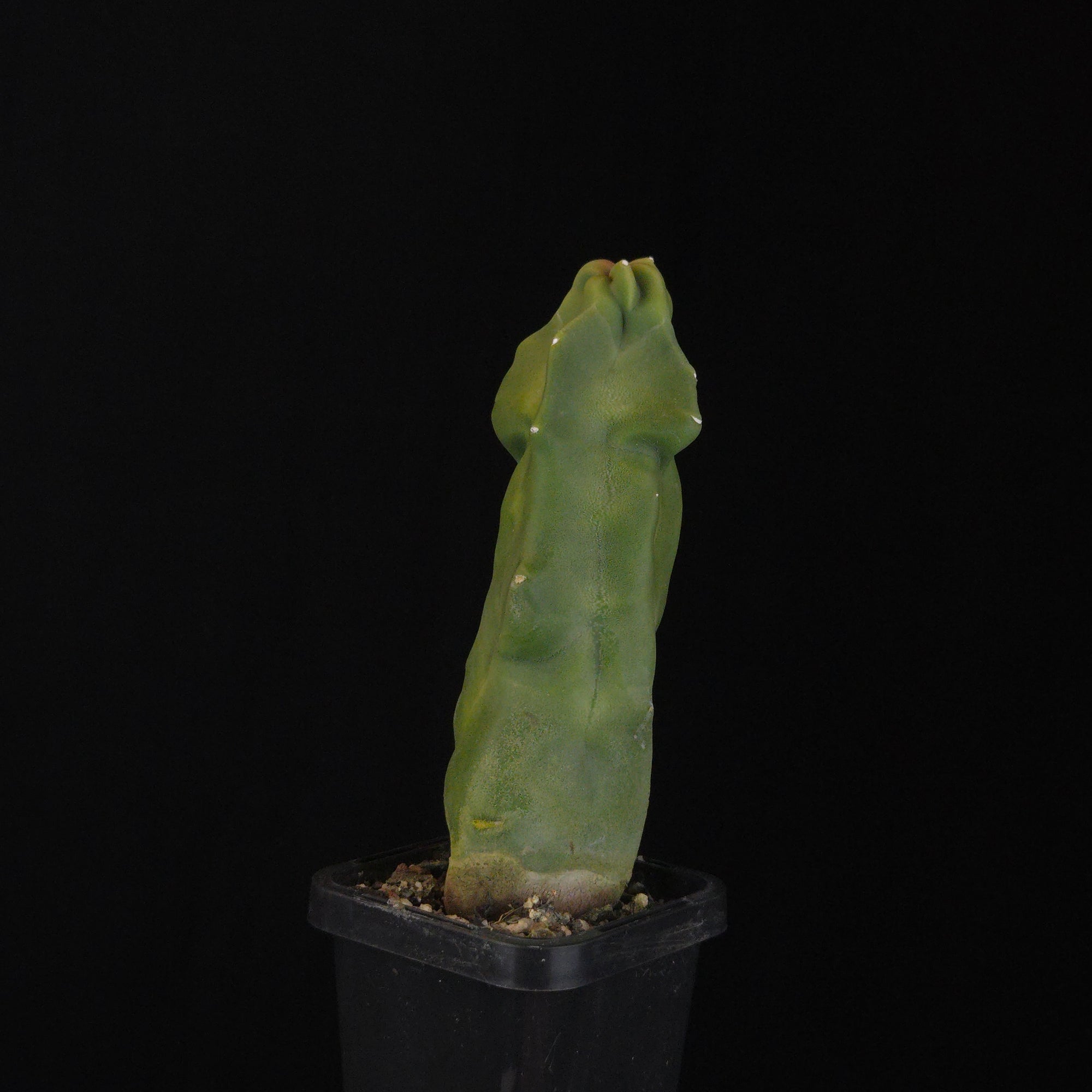 Lophocereus schottii (syn. Pachycereus)