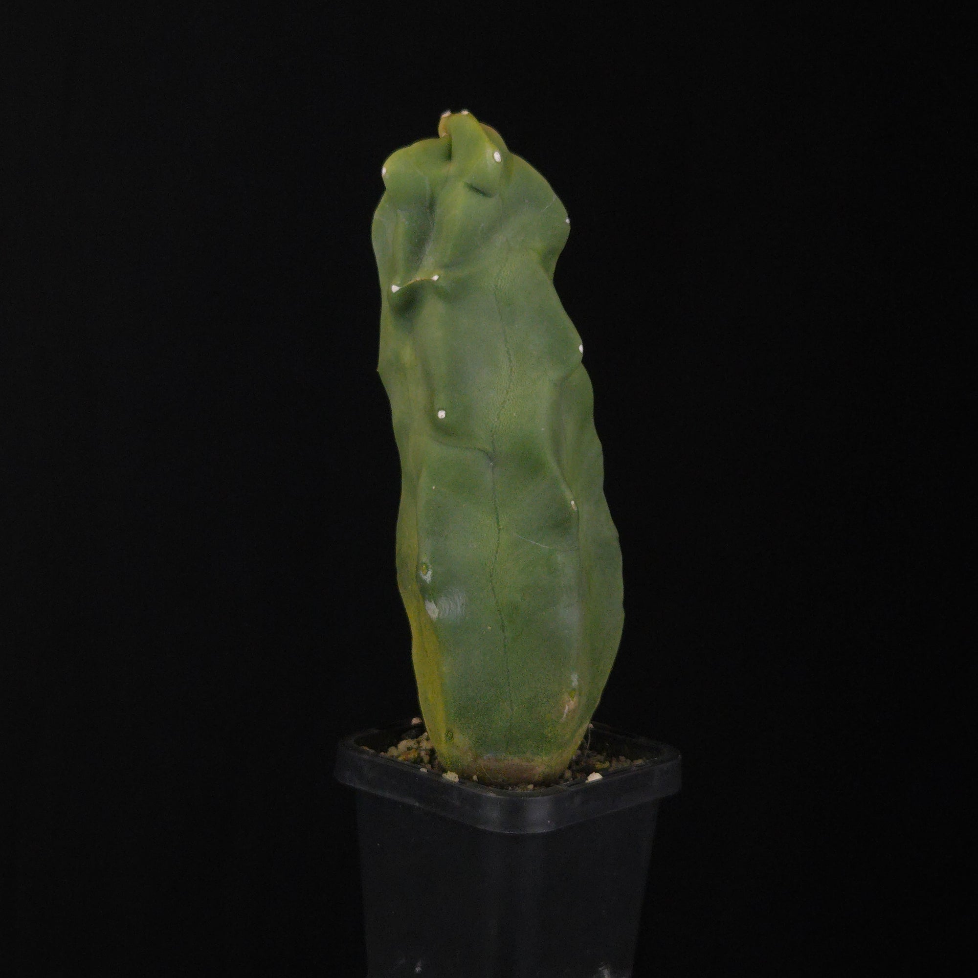 Lophocereus schottii (syn. Pachycereus)