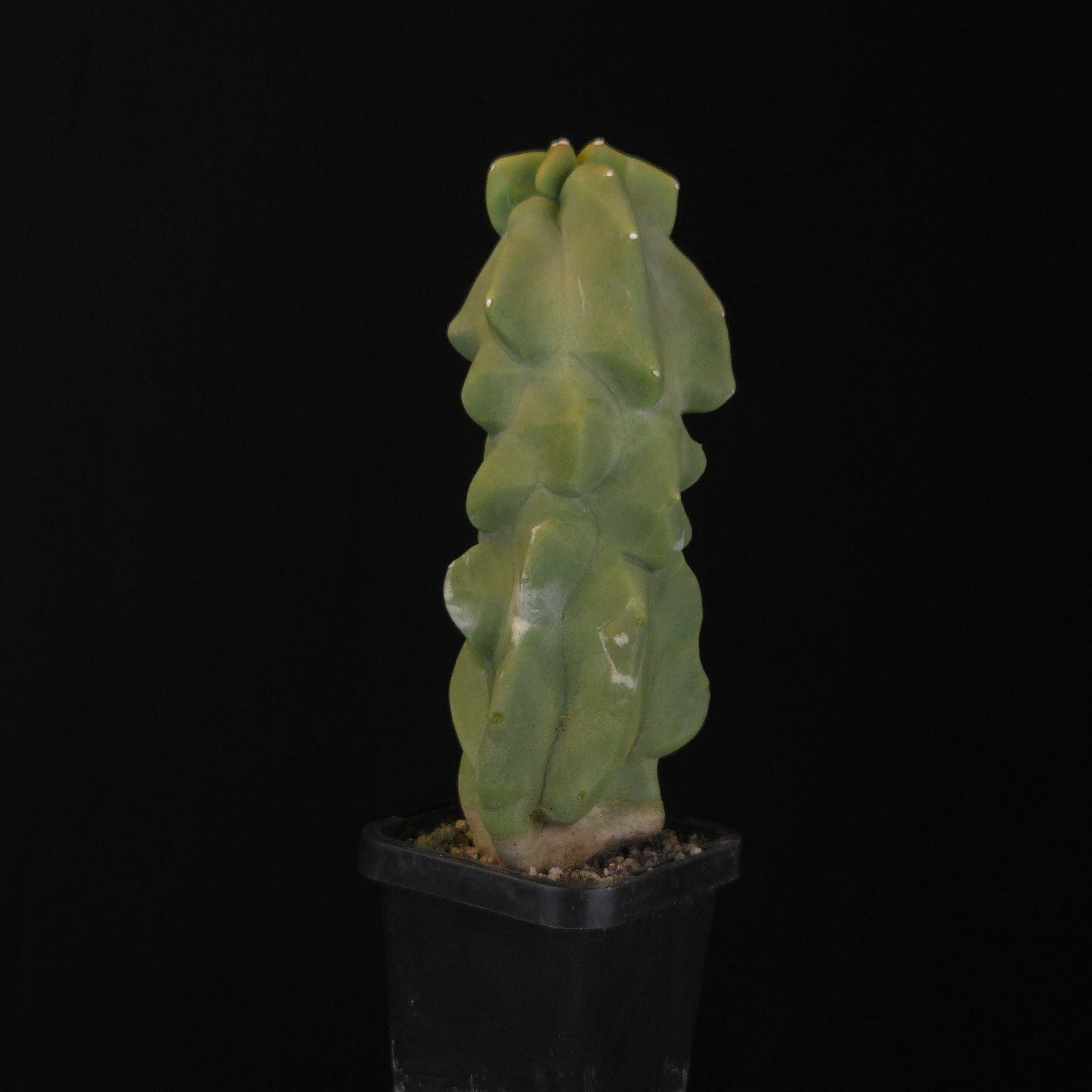 Lophocereus schottii (syn. Pachycereus)