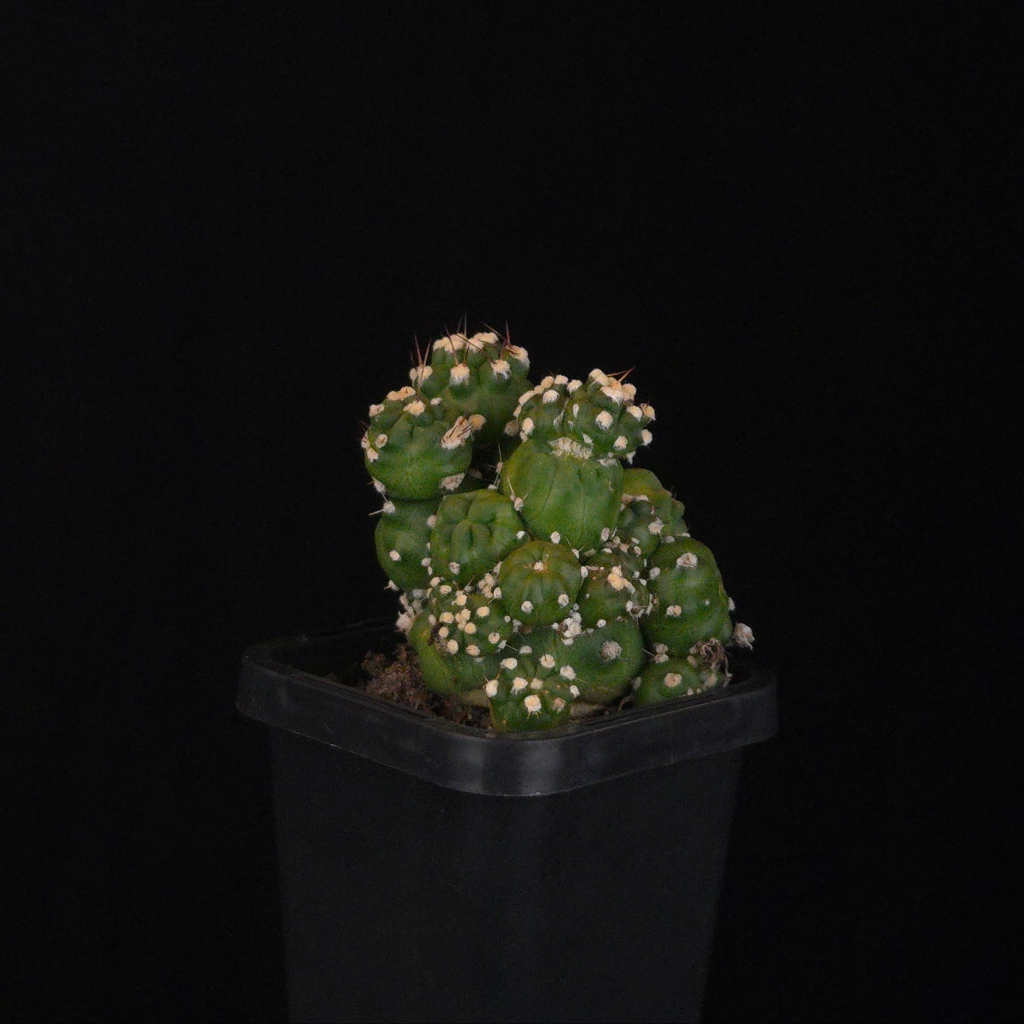 Echinopsis schaeferi ‘Enigma’ (Montrose) (WA Prohibited)