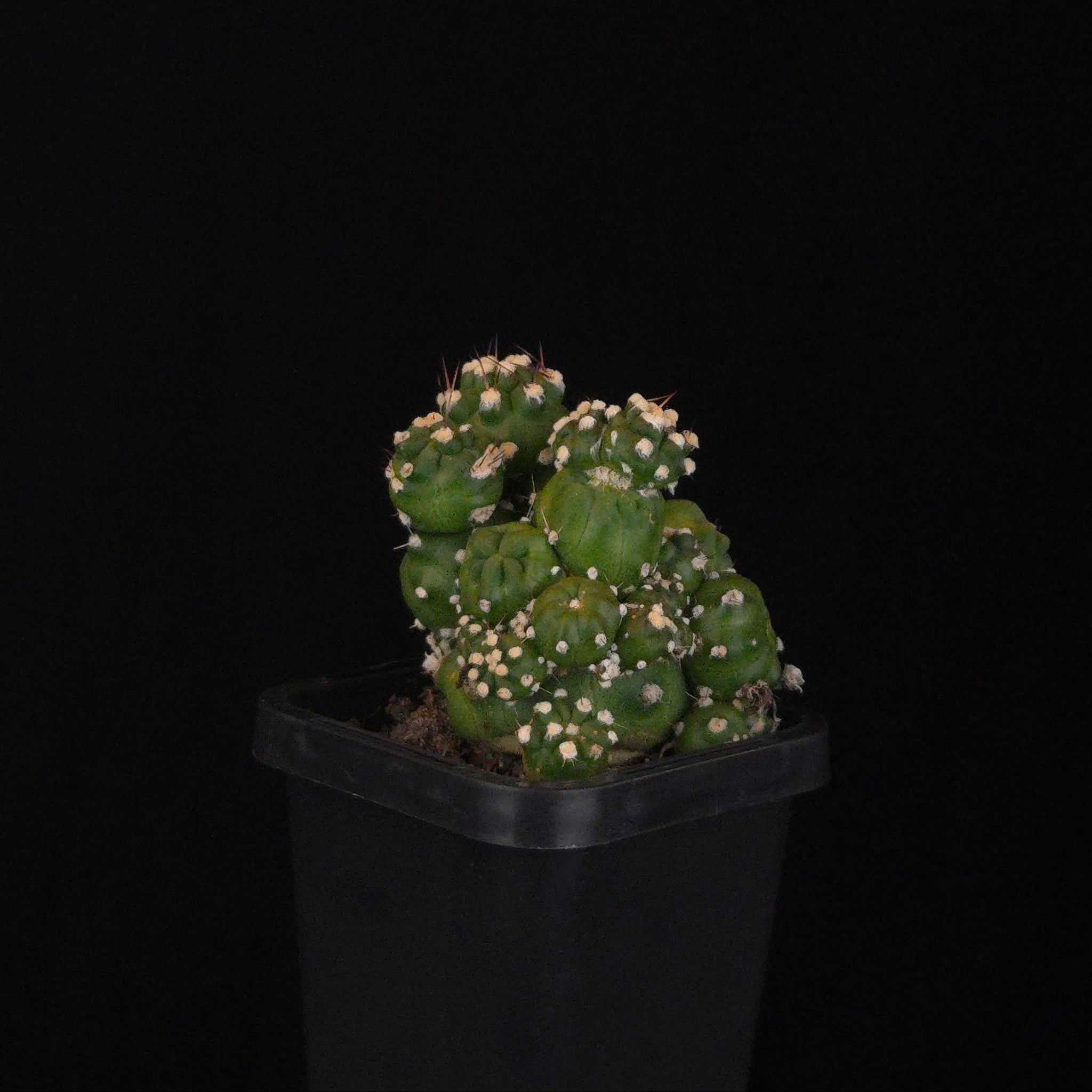 Echinopsis schaeferi ‘Enigma’ (Montrose) (WA Prohibited)