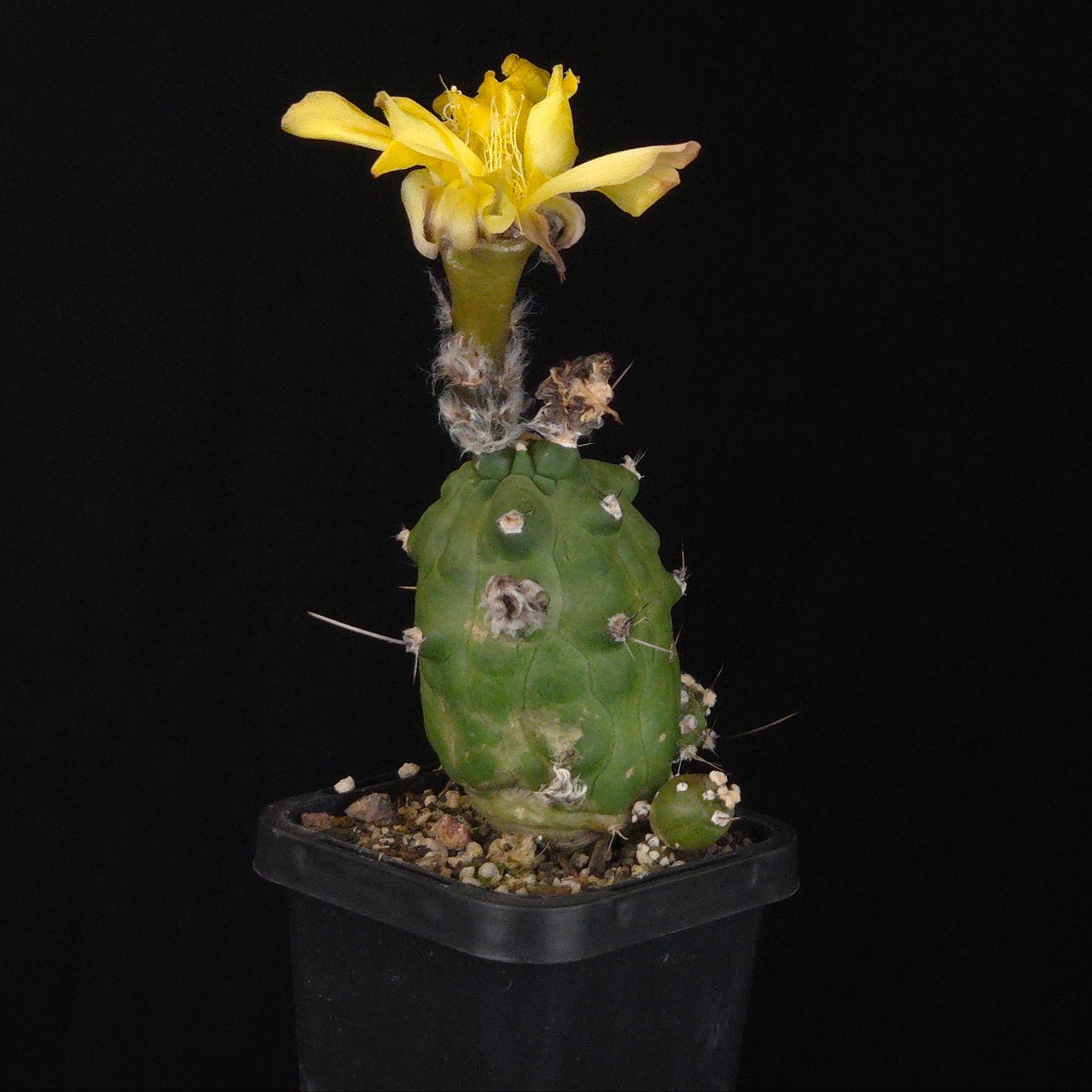 Echinopsis schaeferi ‘Enigma’ (Montrose) (WA Prohibited)