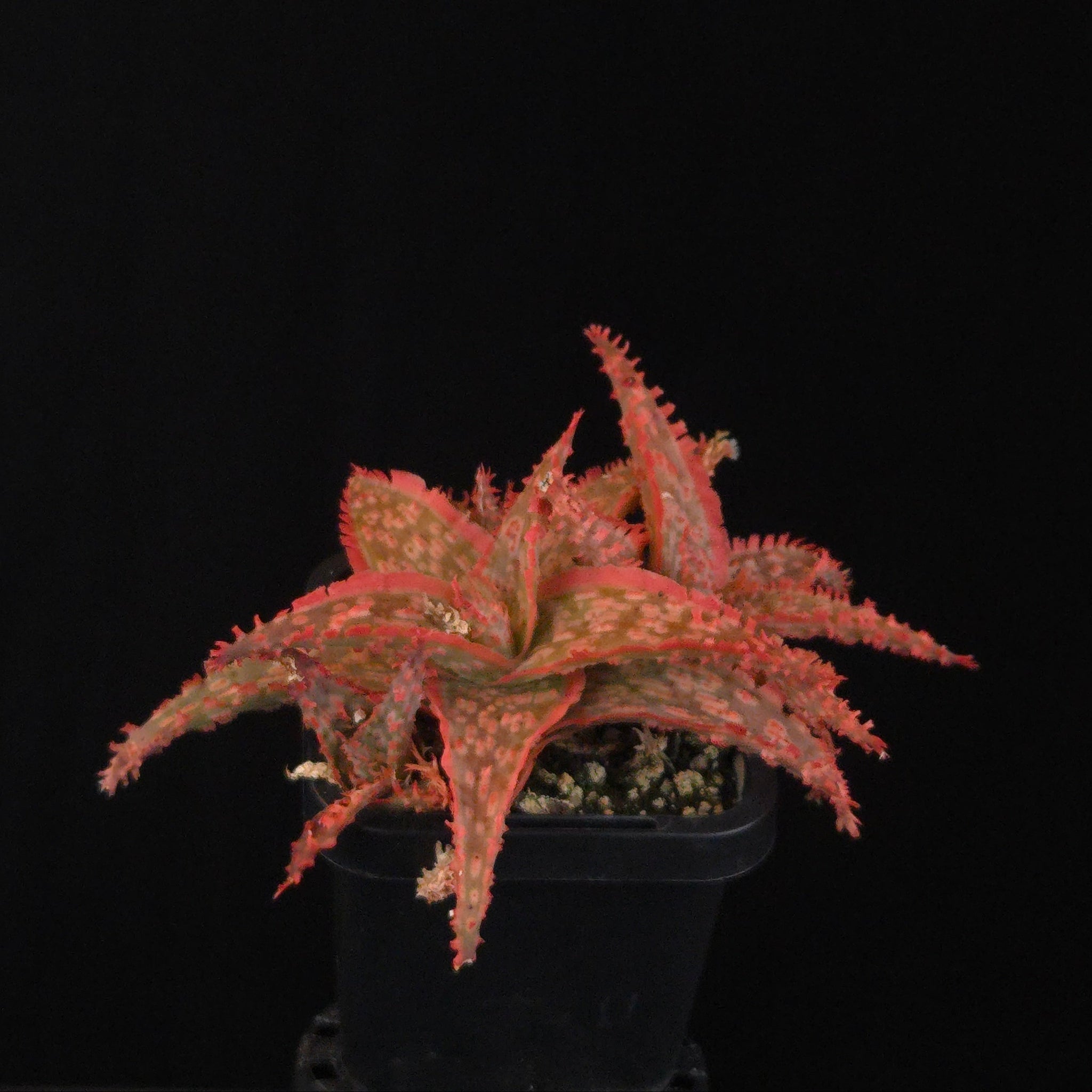 Aloe Fantasy Hybrids