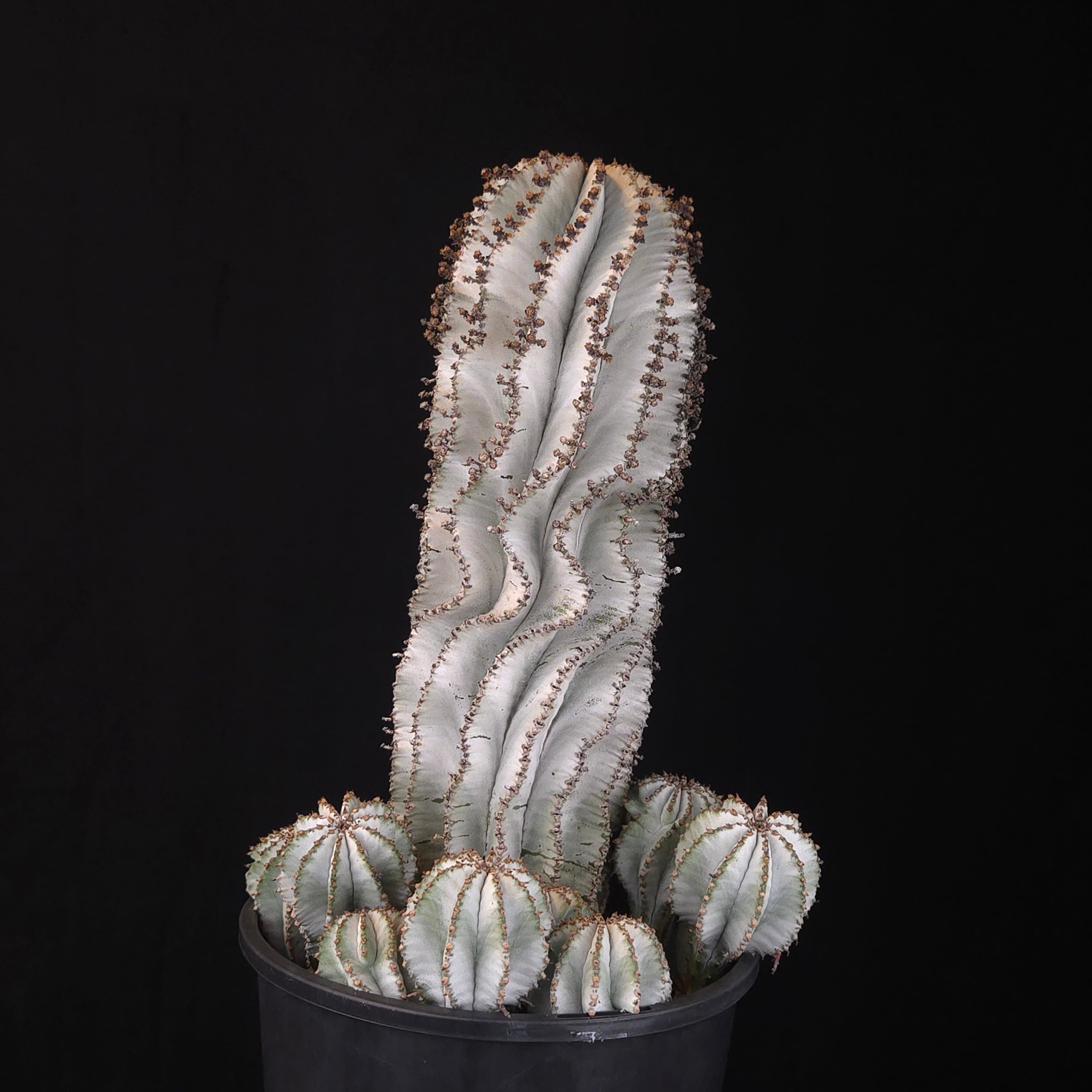 ユーフォルビア ポリゴナ Euphorbia Polygona Snowflake