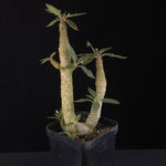 Dorstenia horwoodii Hybrid
