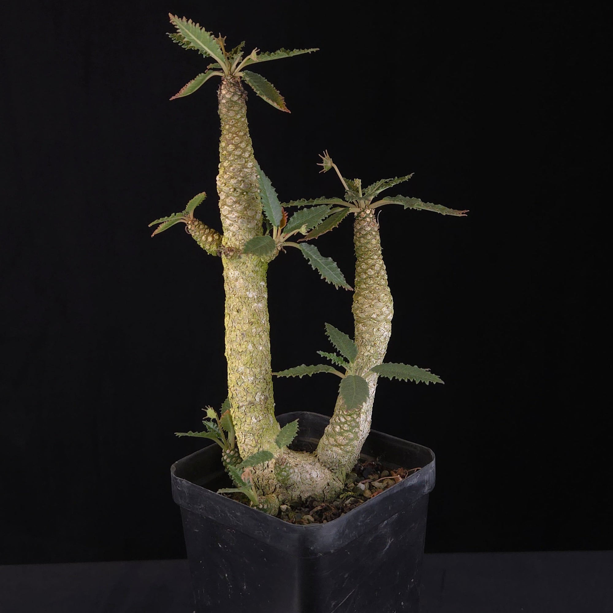 Dorstenia horwoodii Hybrid