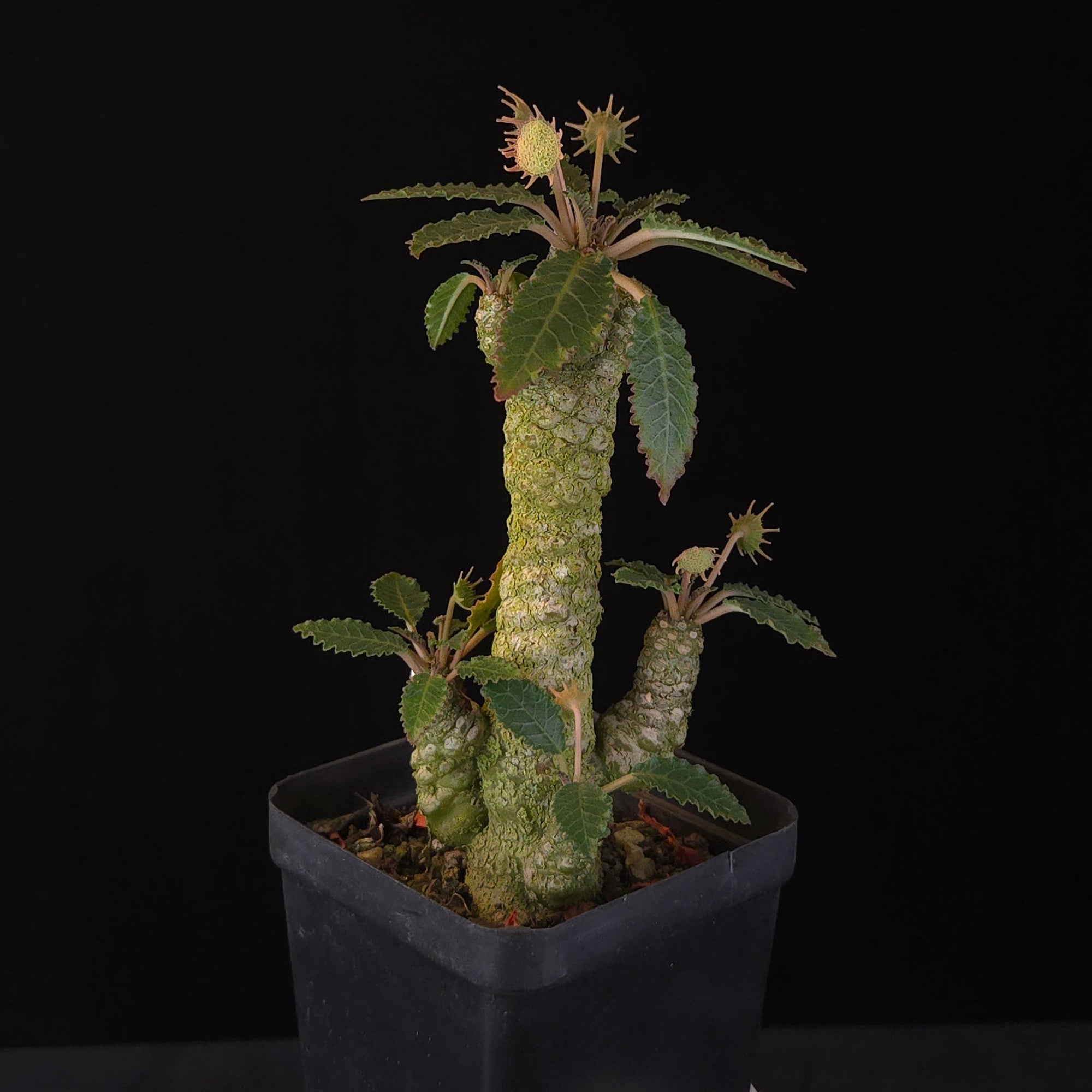 Dorstenia horwoodii Hybrid