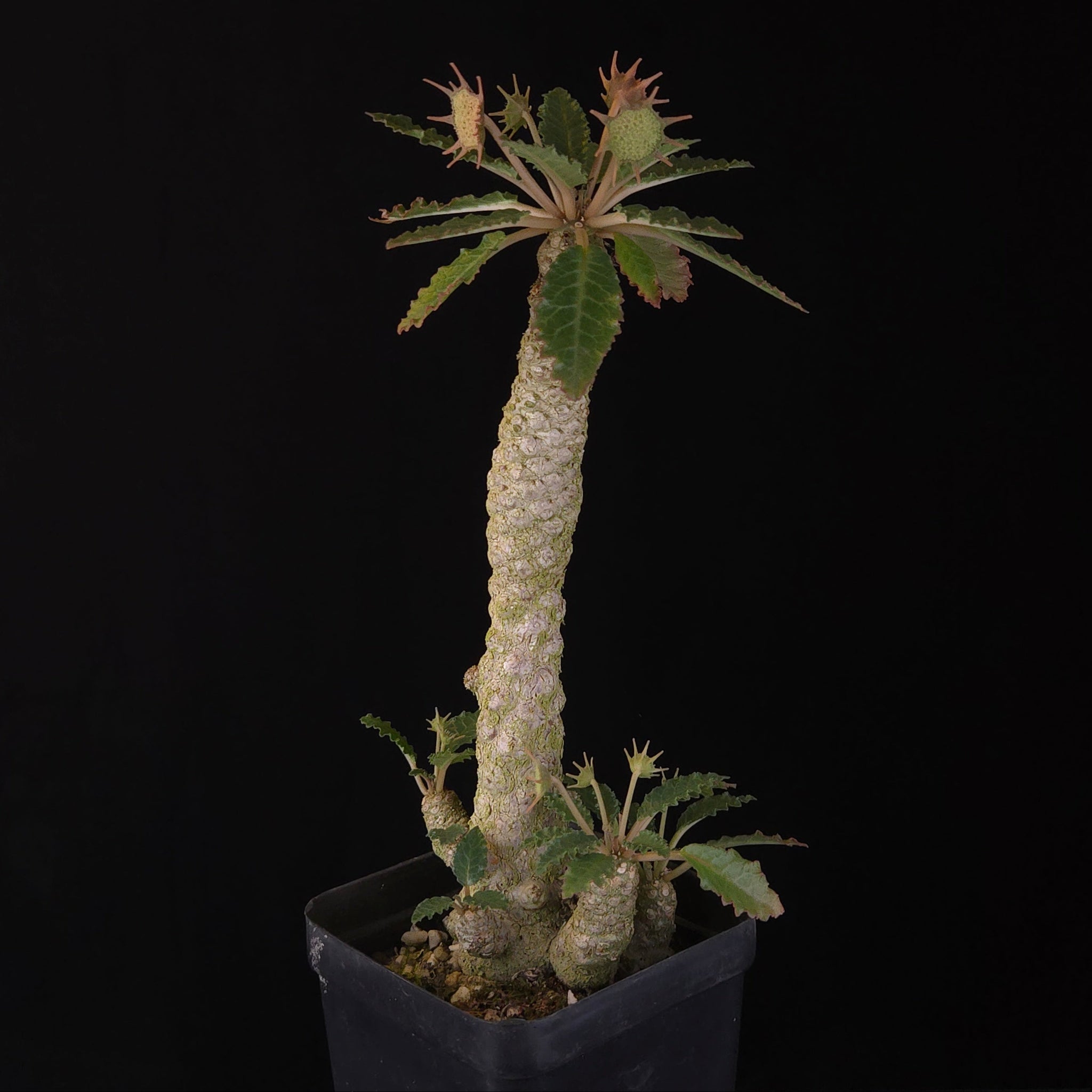 Dorstenia horwoodii Hybrid