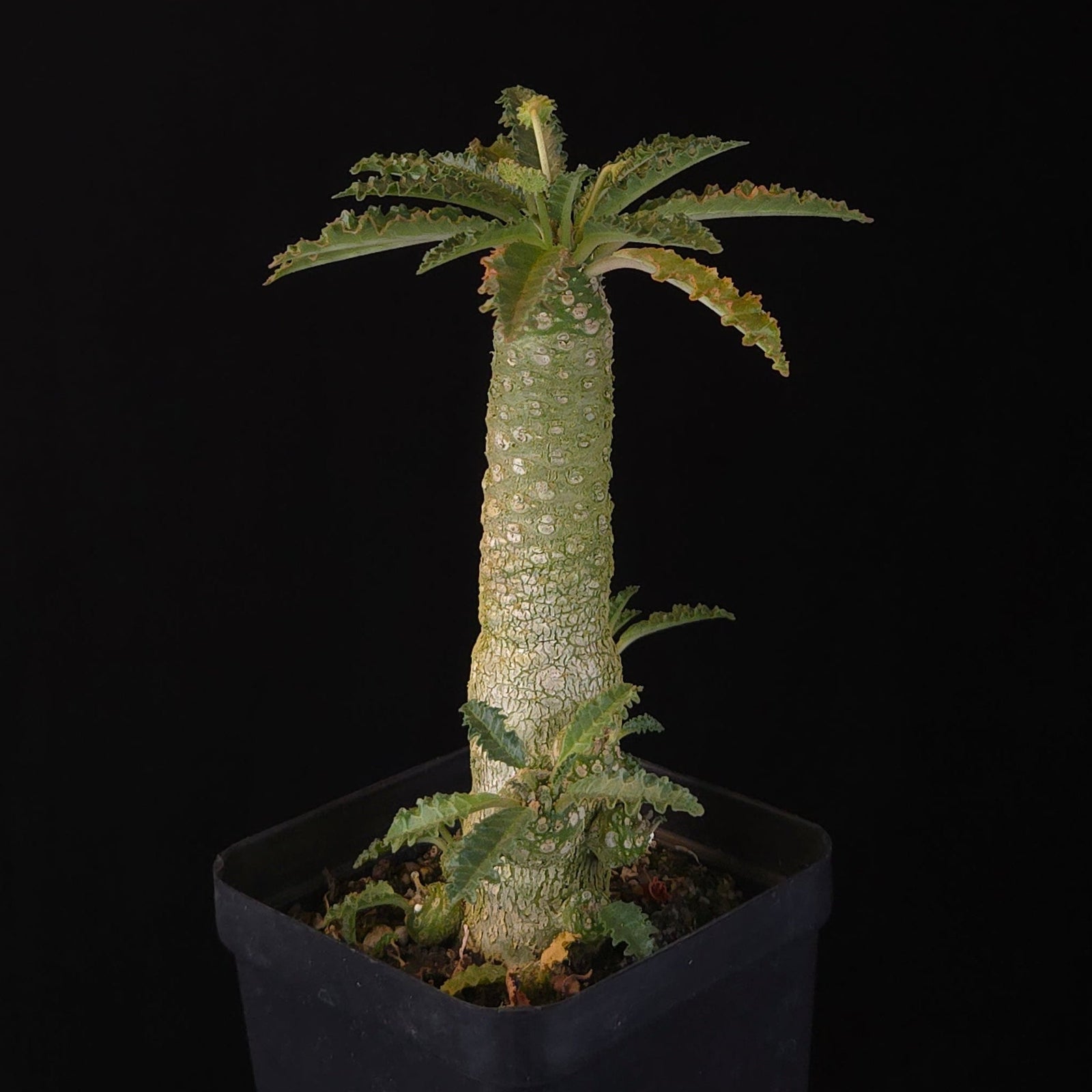 Dorstenia lavrani Hybrid (WA Prohibited)