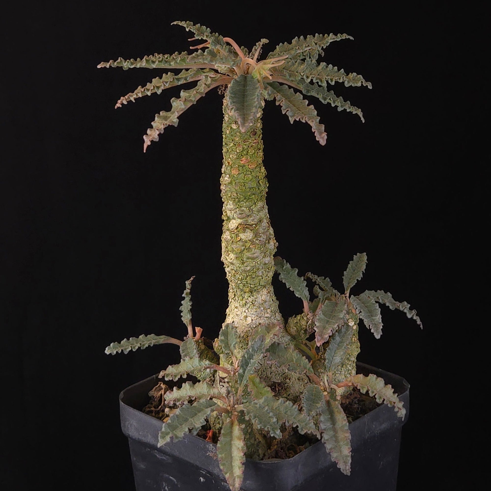 Dorstenia lavrani Hybrid (WA Prohibited)