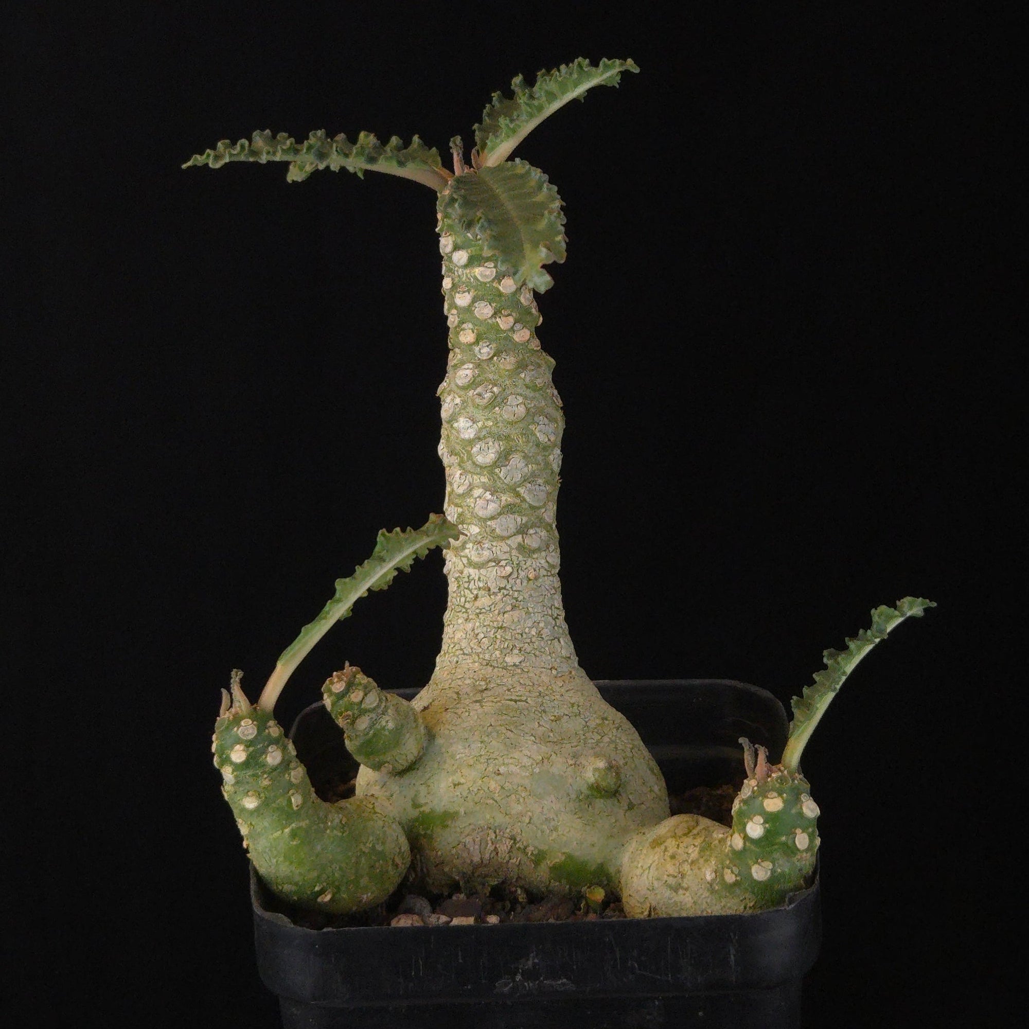 Dorstenia lavrani Hybrid (WA Prohibited)