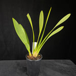 Cymbidium Black Stump '63 not out'