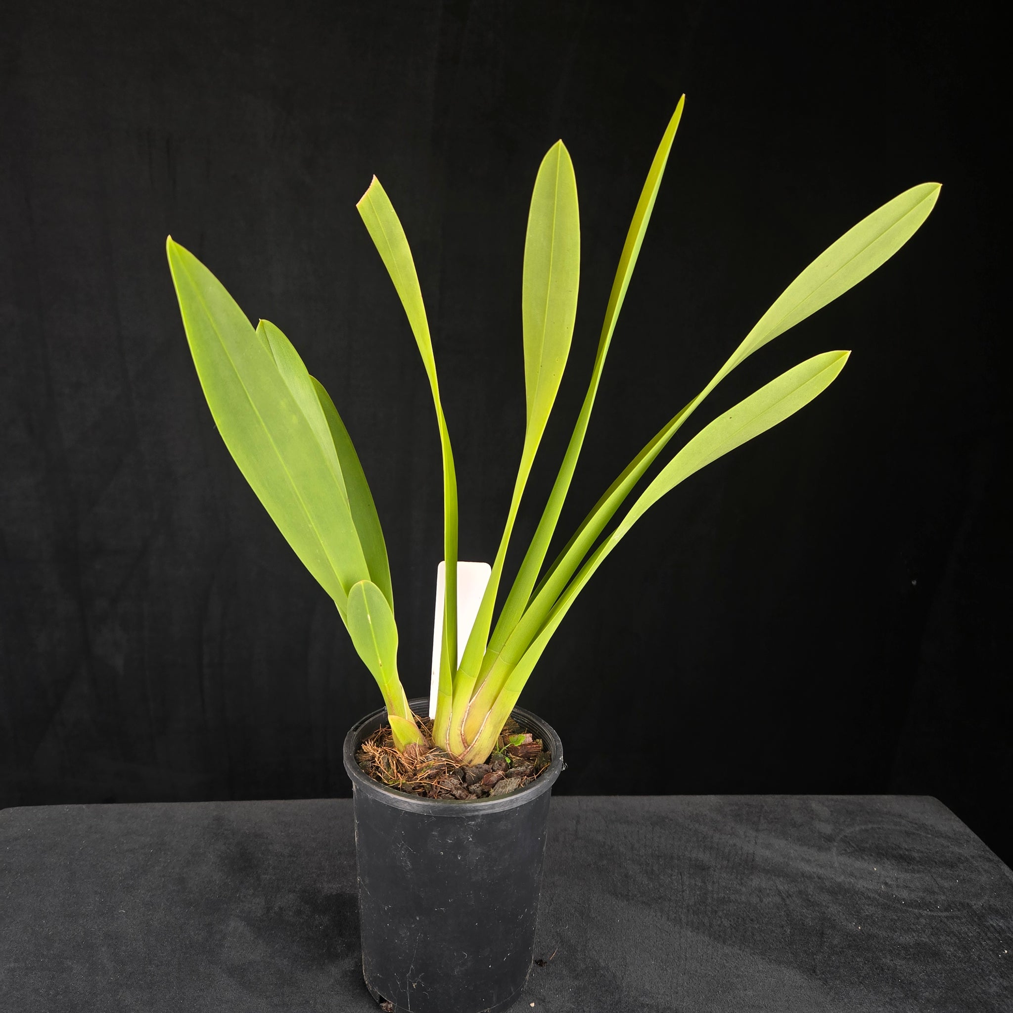 Cymbidium Black Stump '63 not out'