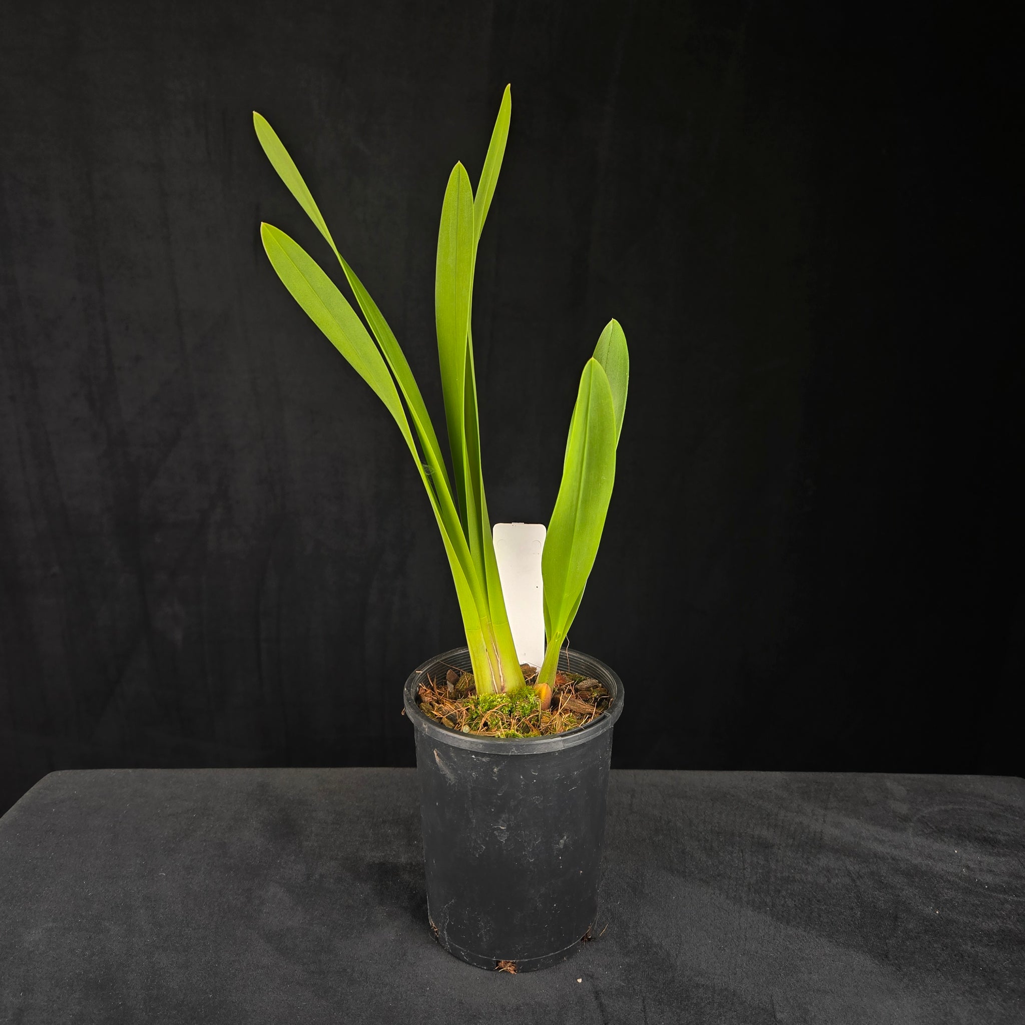 Cymbidium Black Stump '63 not out'