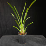 Cymbidium (Black Stump 'Come In Spinner' × suave) × devonianum