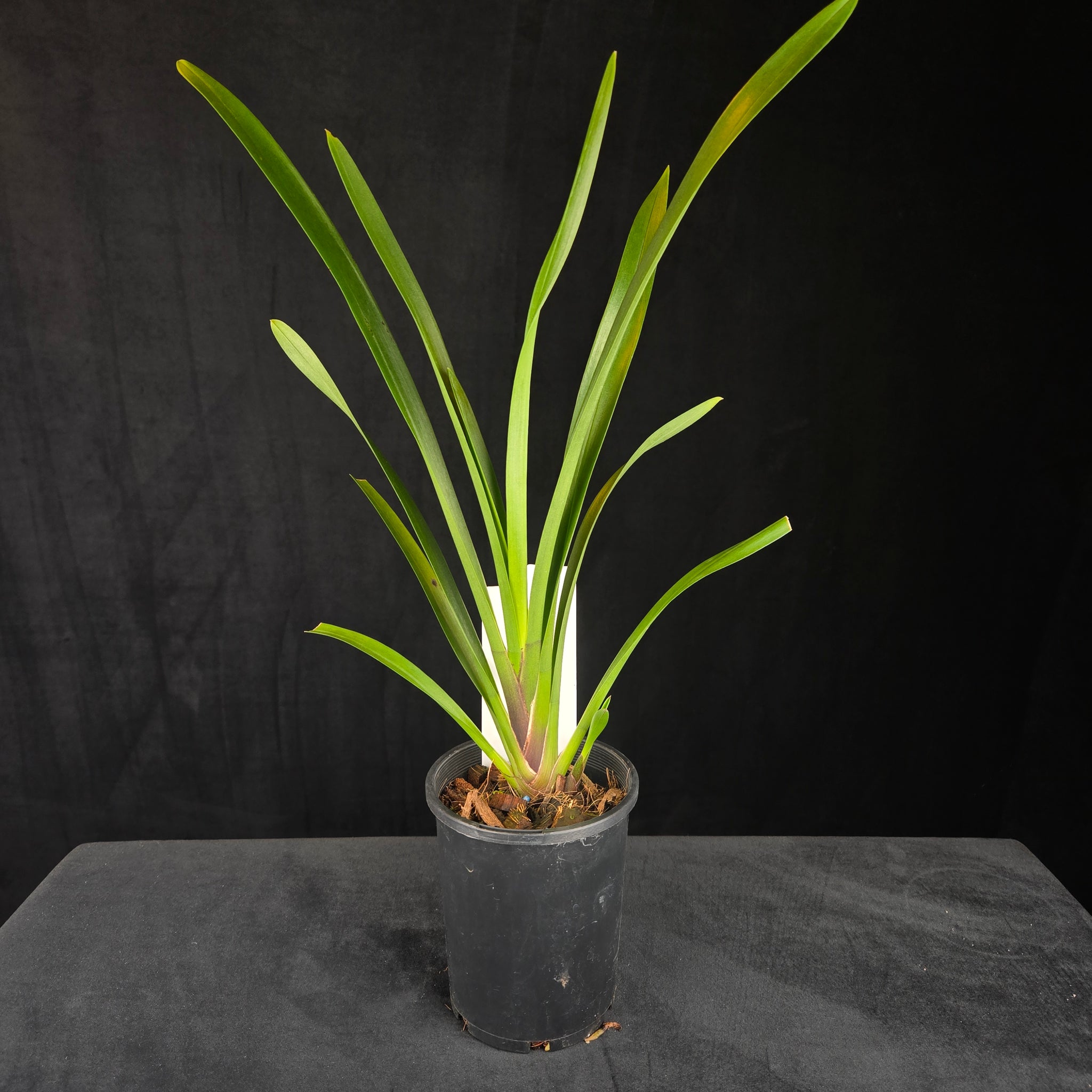 Cymbidium (Black Stump 'Come In Spinner' × suave) × devonianum