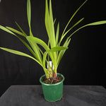 Cymbidium Helen Bannerman (syn. Little Black Sambo) × suave (Seedling – Unflowered)