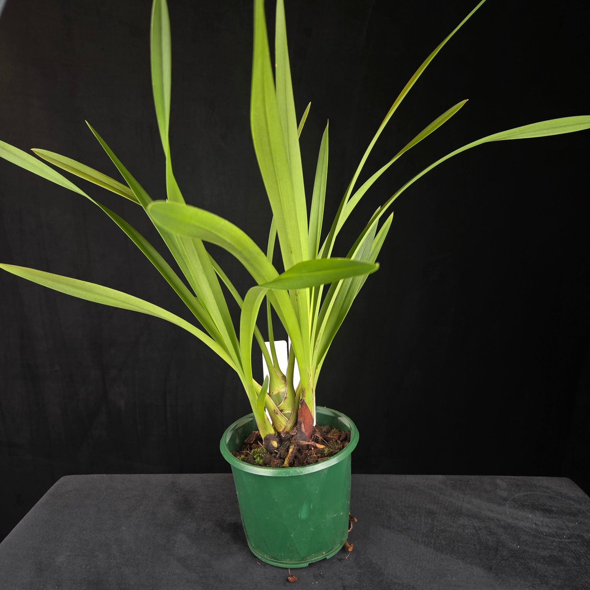 Cymbidium Helen Bannerman (syn. Little Black Sambo) × suave (Seedling – Unflowered)