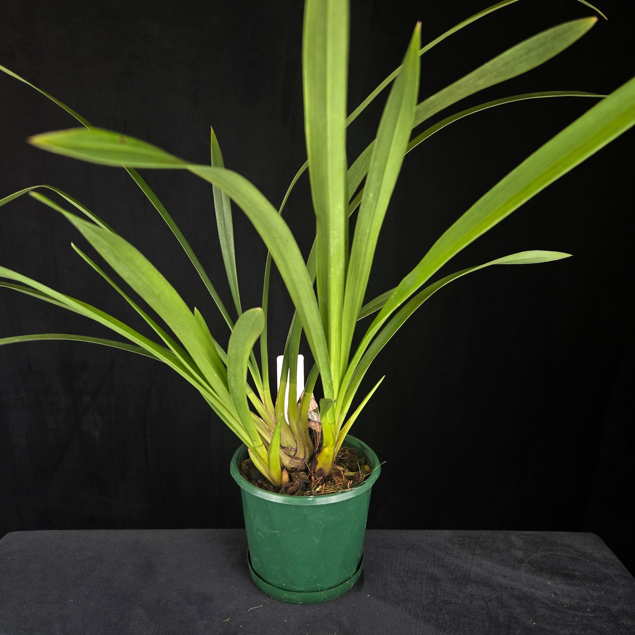 Cymbidium Maluka Baby Pink Peloric - One Off Special