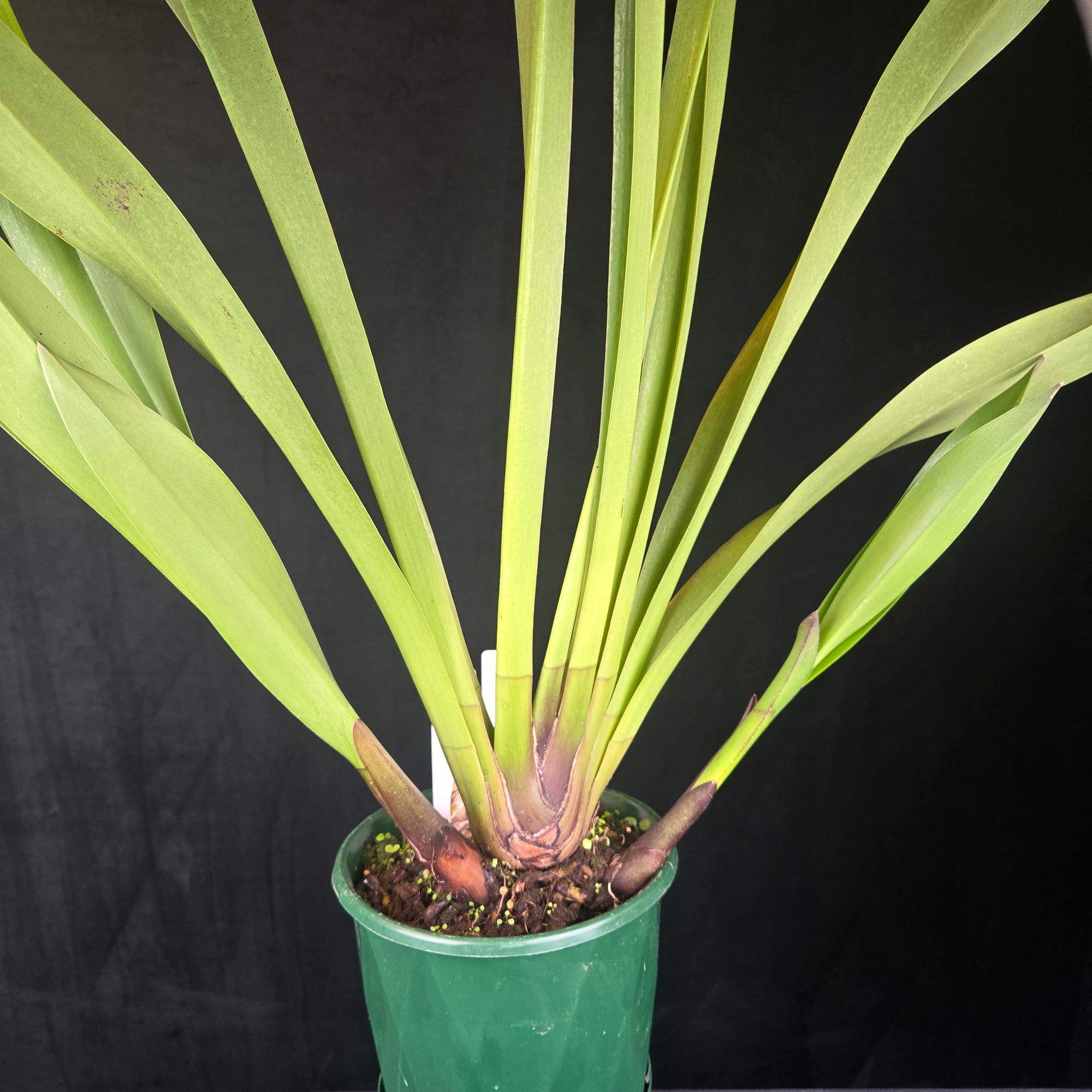Cymbidium Cani Hugh × Cymbidium devonianum
