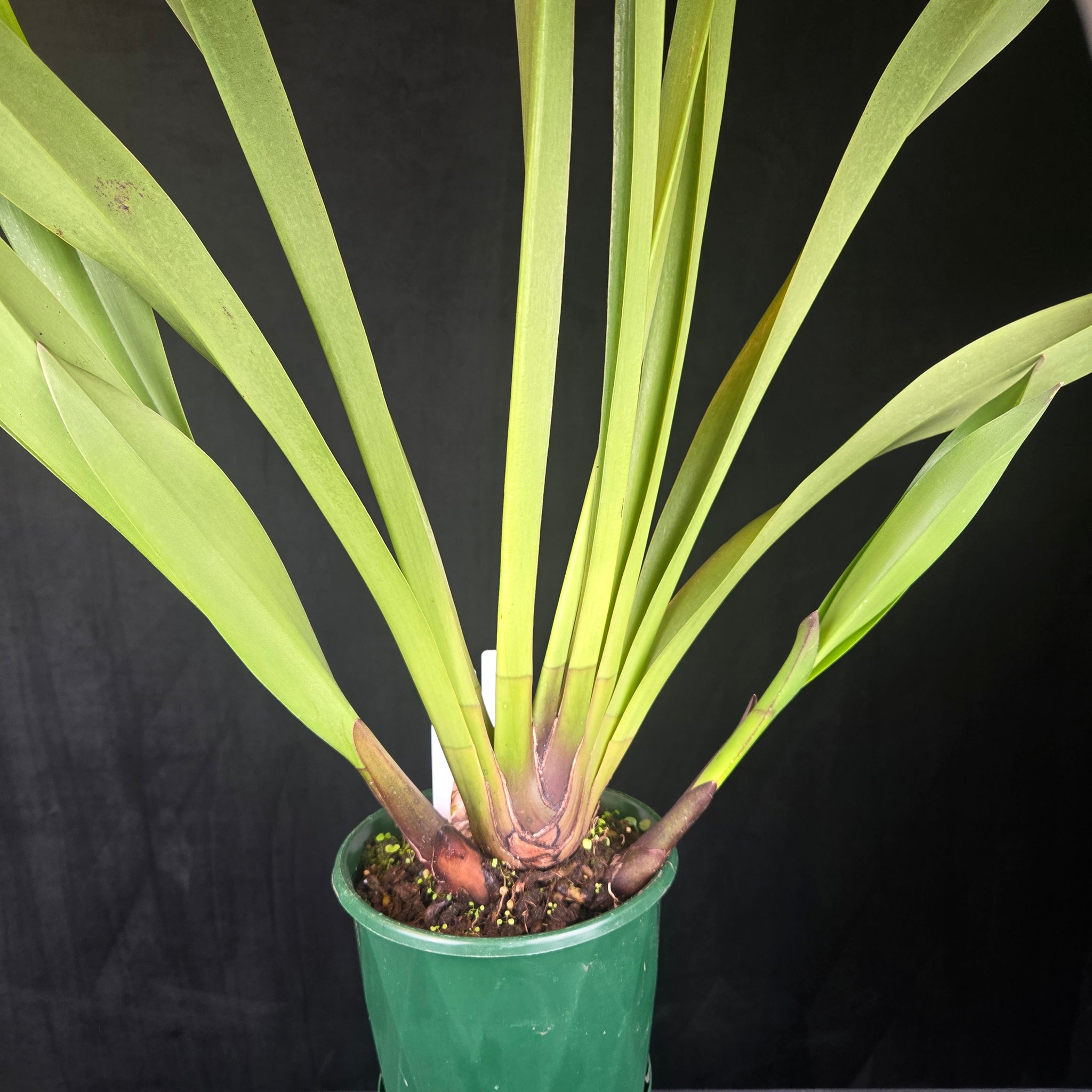 Cymbidium Cani Hugh × Cymbidium devonianum