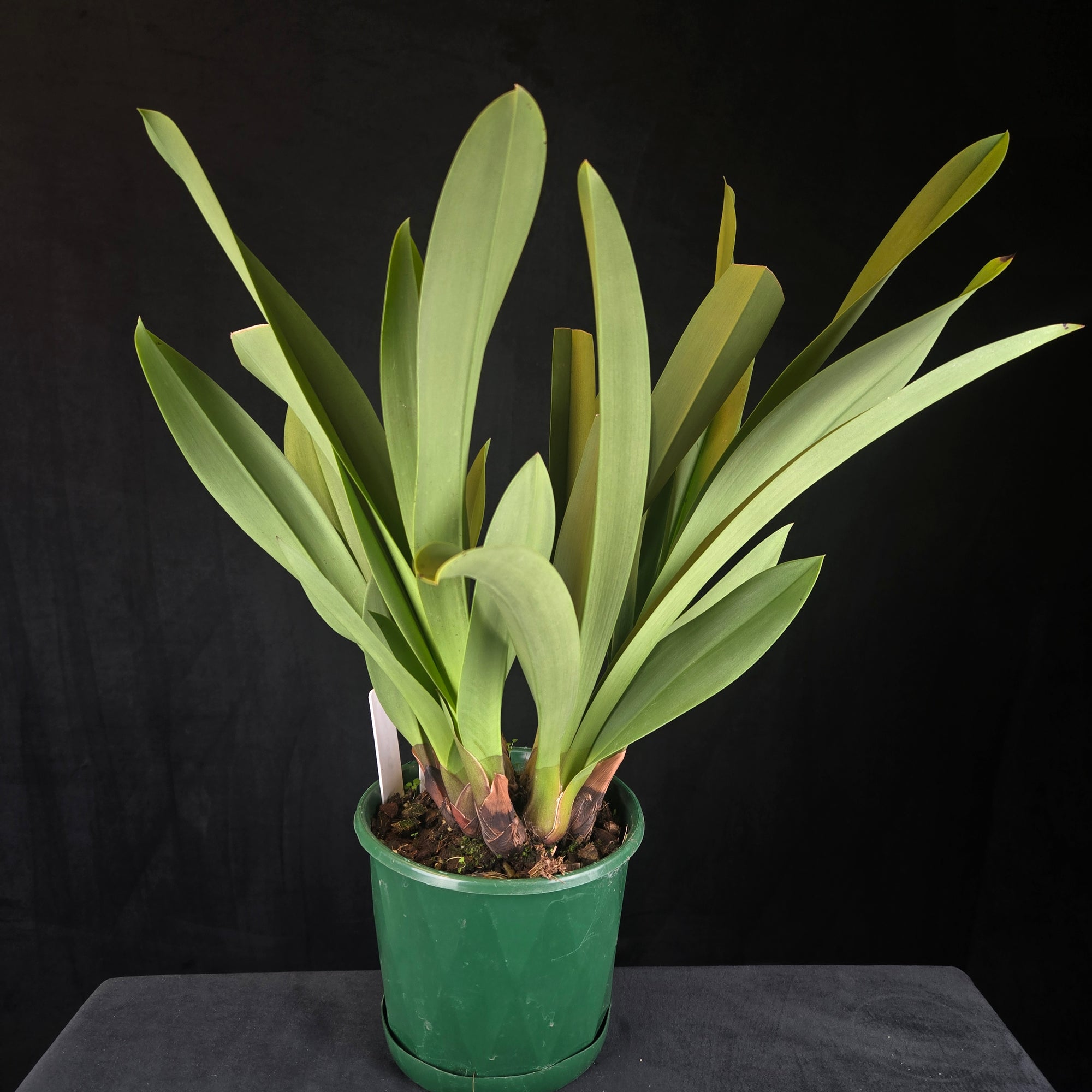 Cymbidium Pied Piper – Rare Primary Hybrid