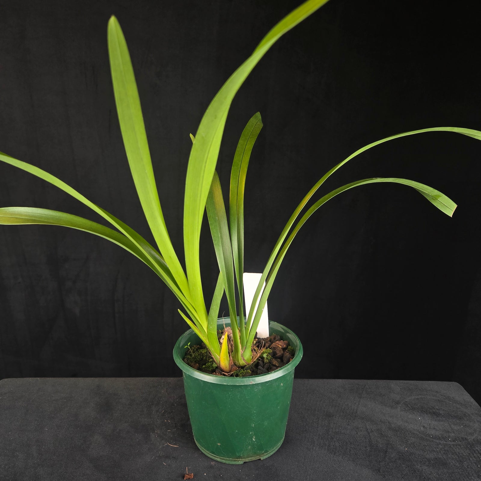 Cymbidium floribundum 'Duo Mini Primi' (Syn. pumilum)