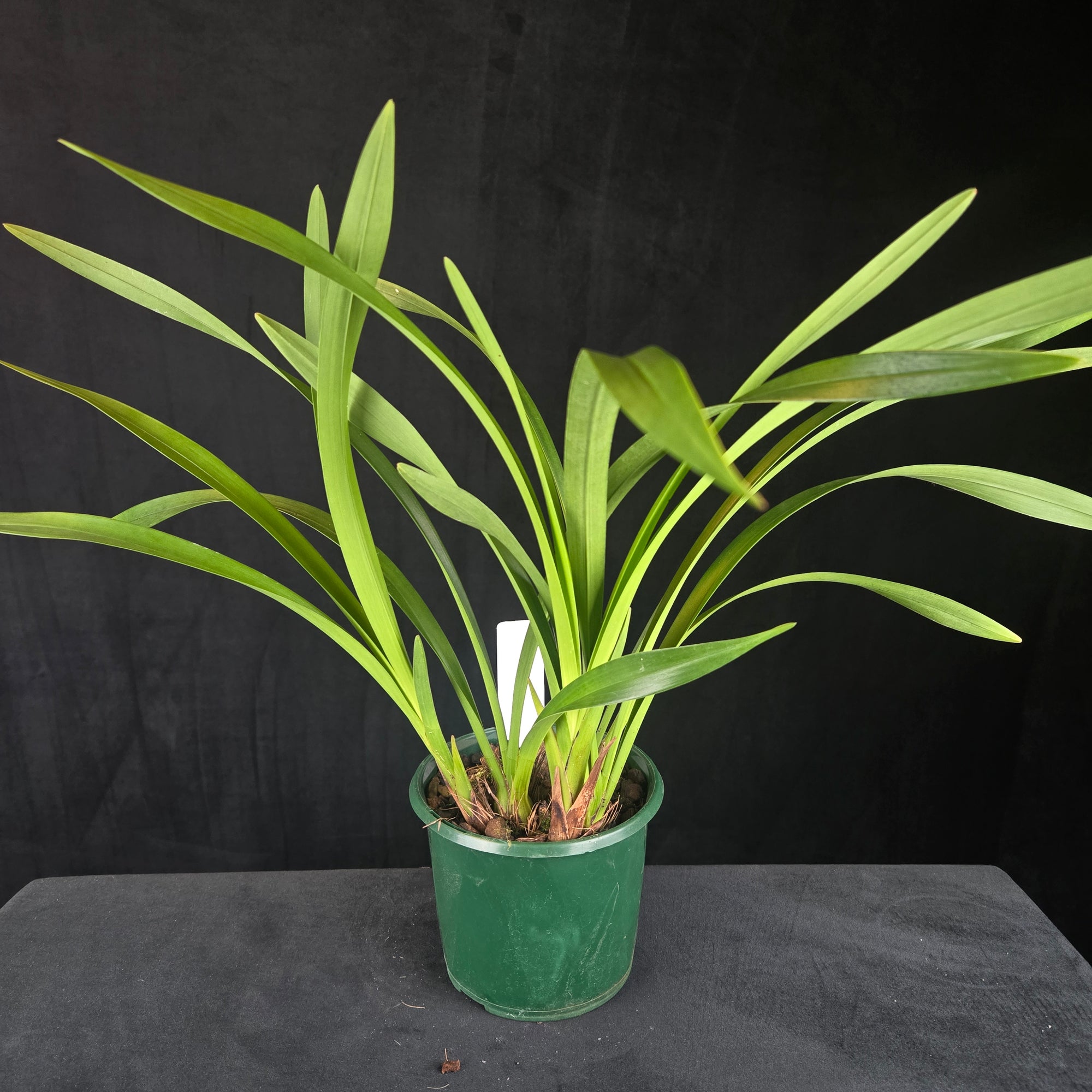 Cymbidium floribundum 'Duo Mini Primi' (Syn. pumilum)