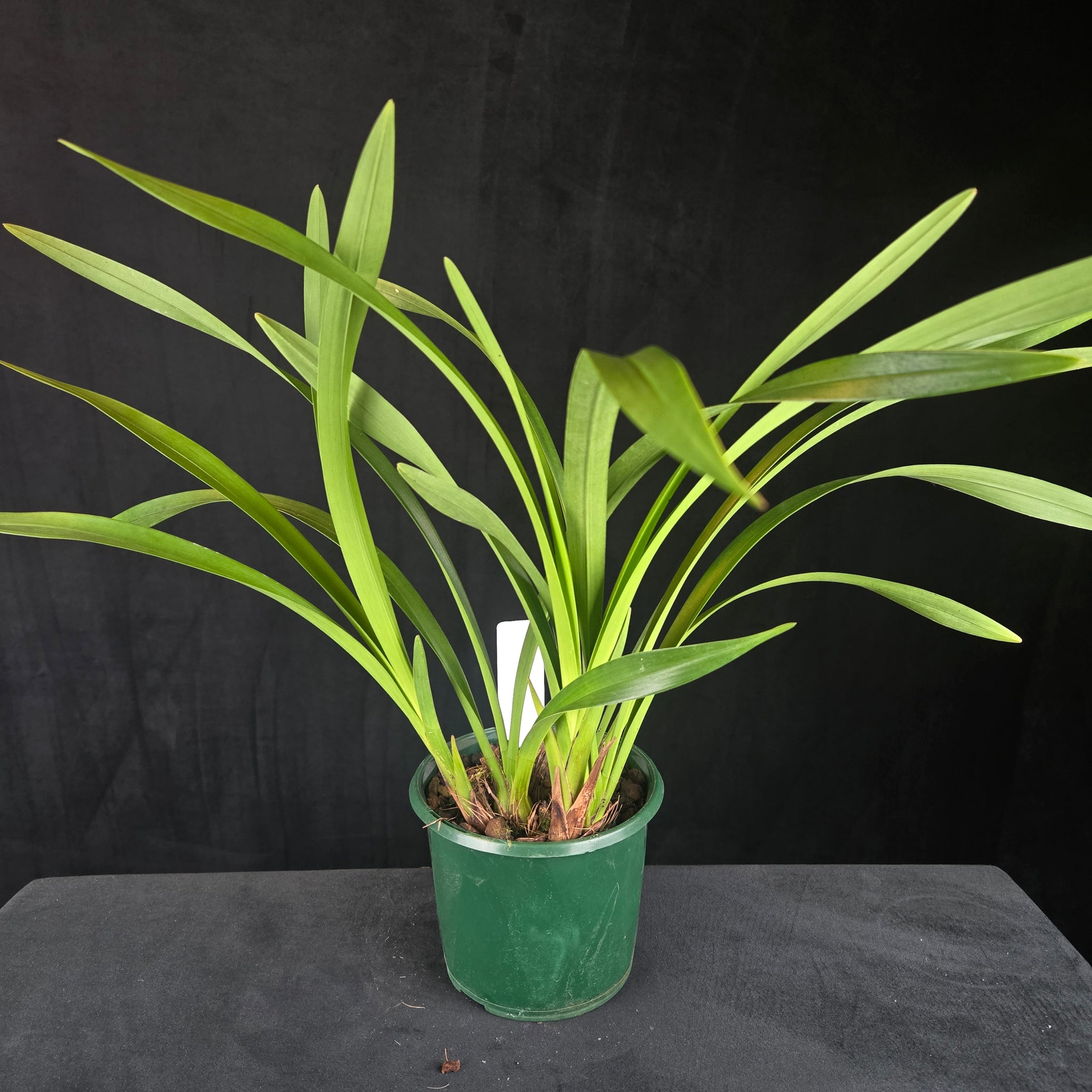 Cymbidium floribundum 'Duo Mini Primi' (Syn. pumilum)