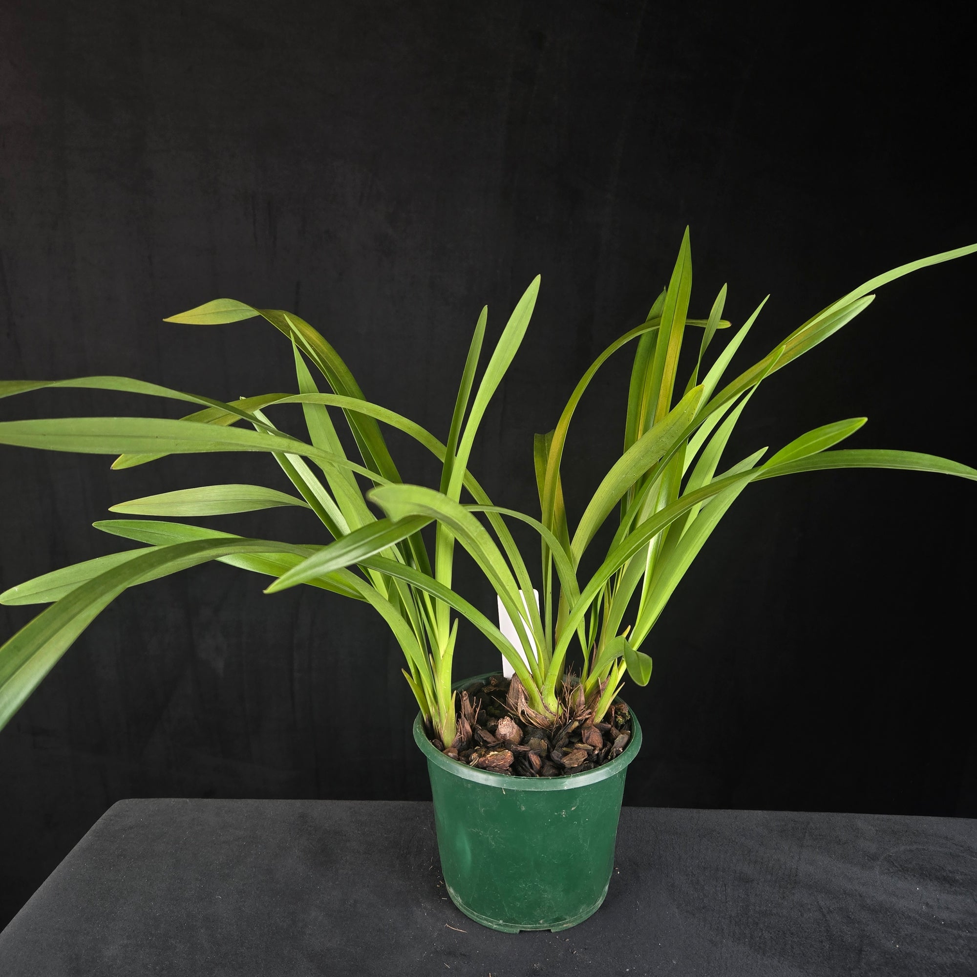 Cymbidium floribundum 'Duo Mini Primi' (Syn. pumilum)