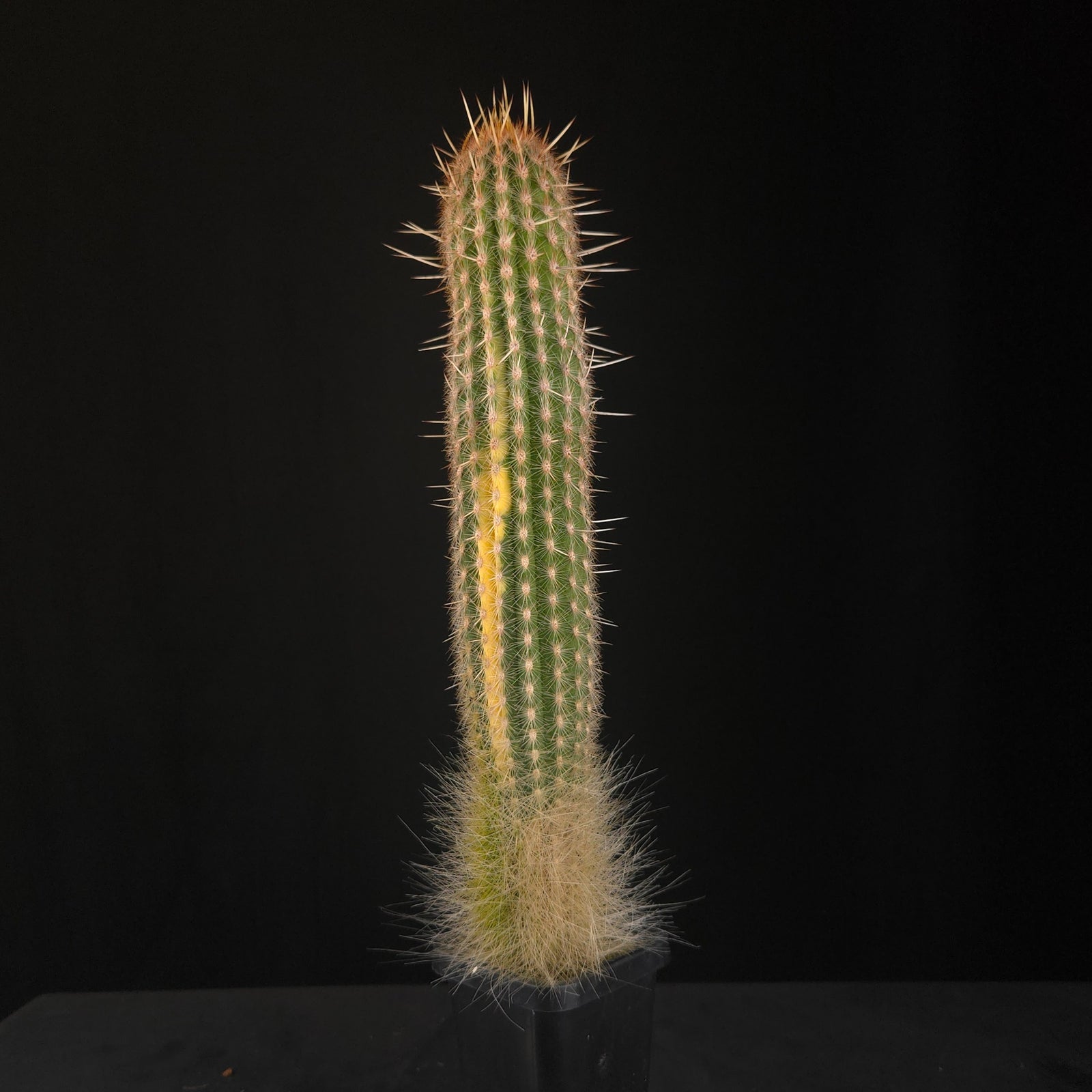 Espostoa mirabilis Variegata – One-Off Specimens