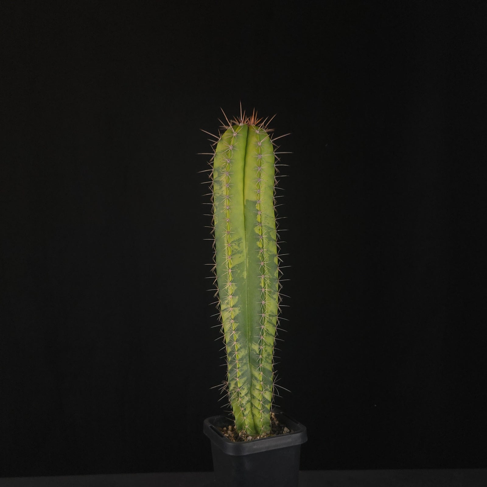 Polaskia chichipe variegata