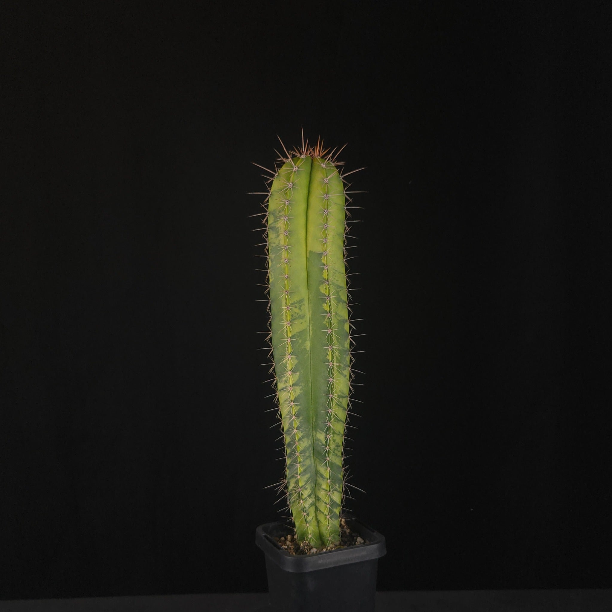 Polaskia chichipe variegata